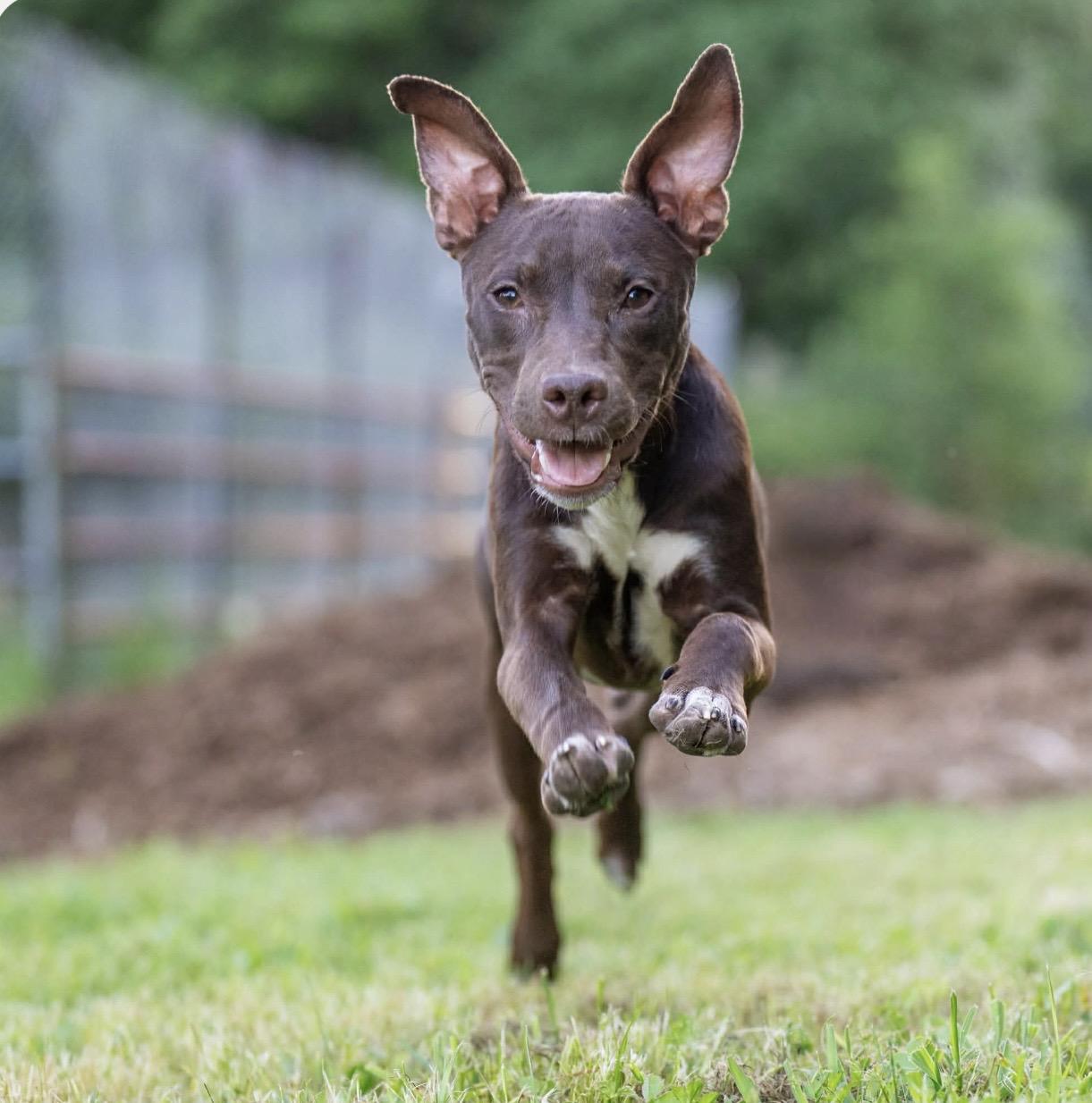 Enlarge Hershey, a ADOPTABLE mixed breed in Santa Rosa, CA image 1/1