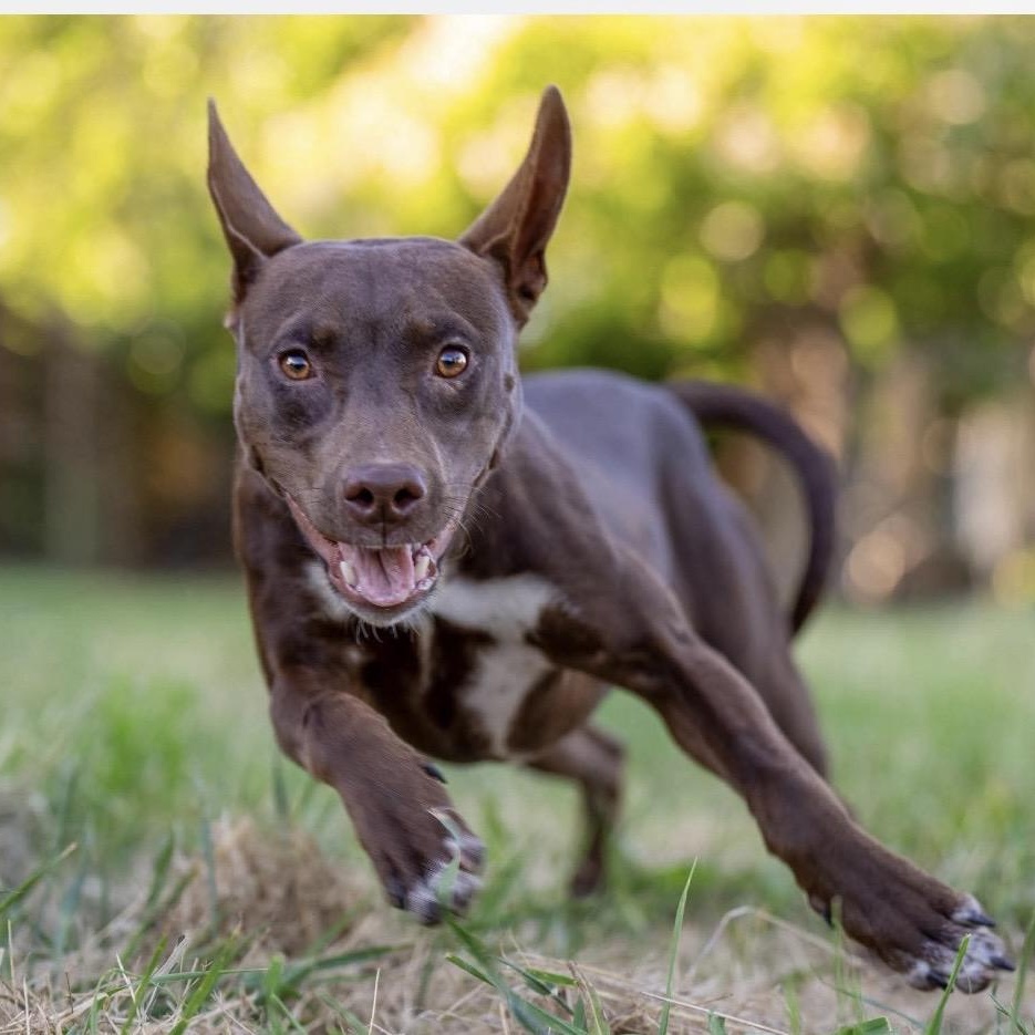 Hershey, a ADOPTABLE mixed breed in Santa Rosa, CA image 2/5