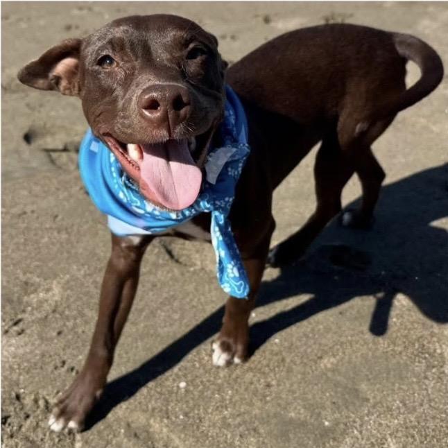 Hershey, a ADOPTABLE mixed breed in Santa Rosa, CA image 5/5