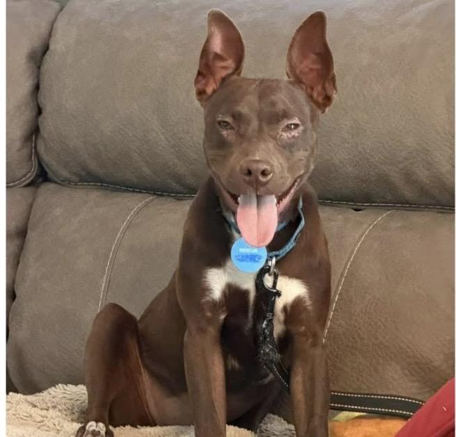 Hershey, a ADOPTABLE mixed breed in Santa Rosa, CA image 2/5