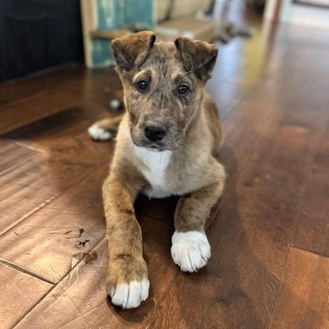 Canyon , adopted, Puppy Male Collie & Mastiff.