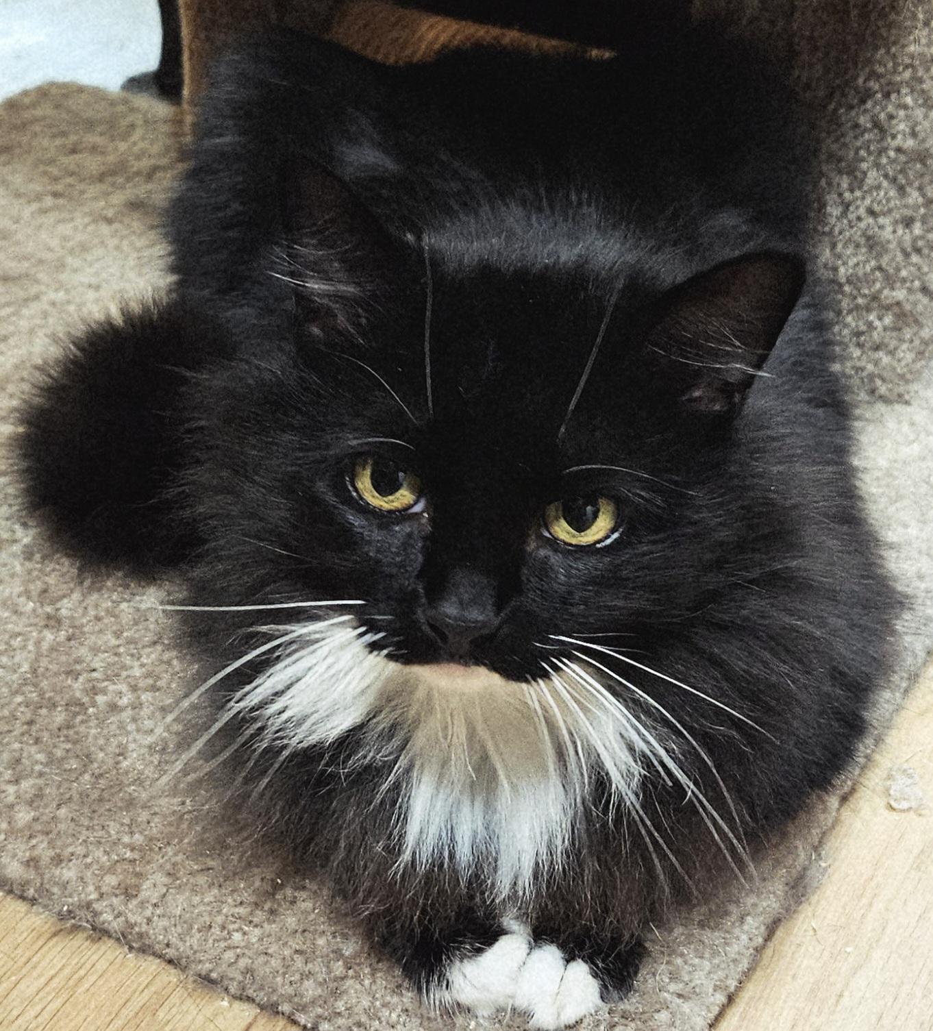 Andromeda, ADOPTABLE, Young Female Norwegian Forest Cat & Turkish Angora.