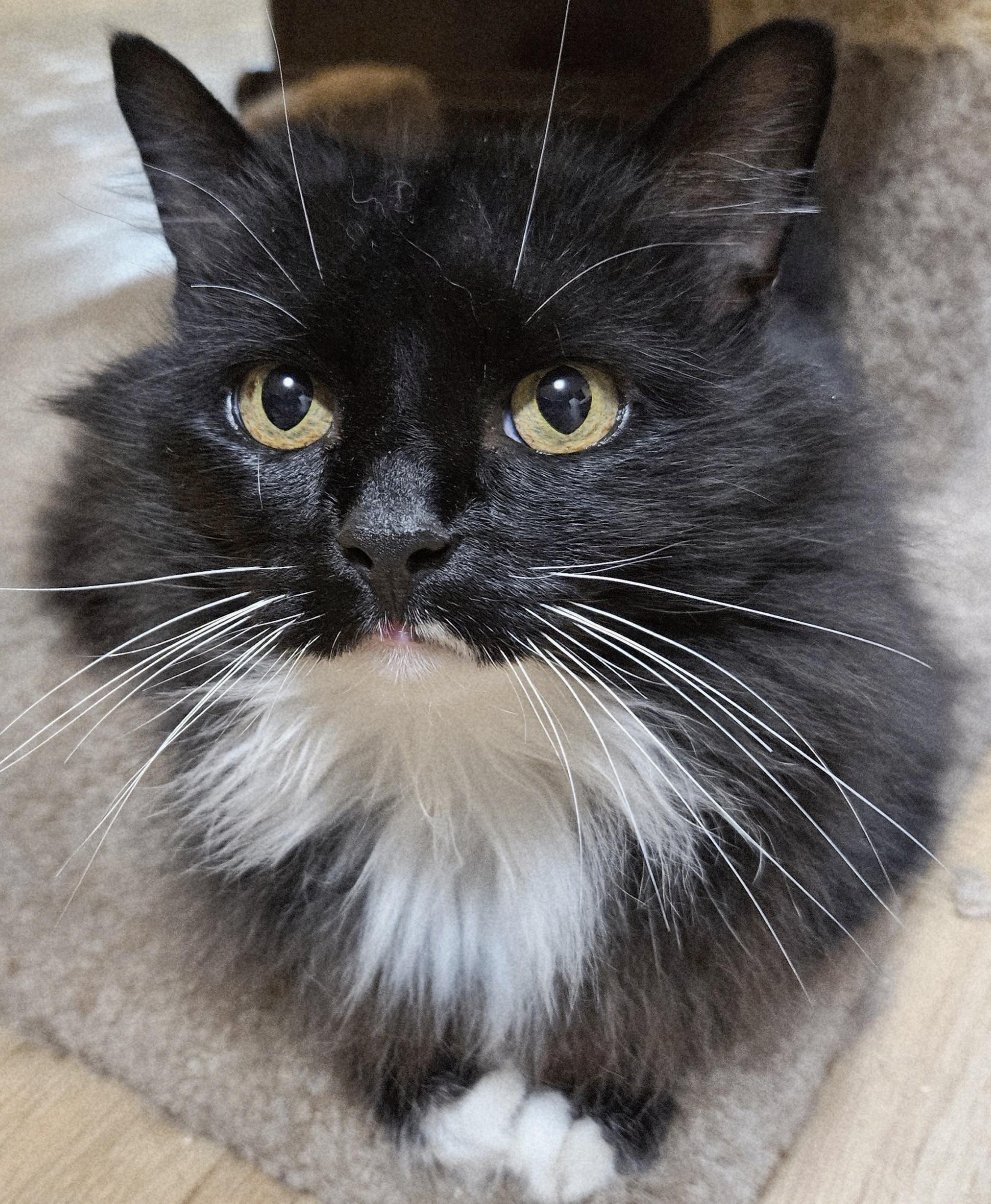 Andromeda, a ADOPTABLE mixed breed in Berlin, CT image 2/4