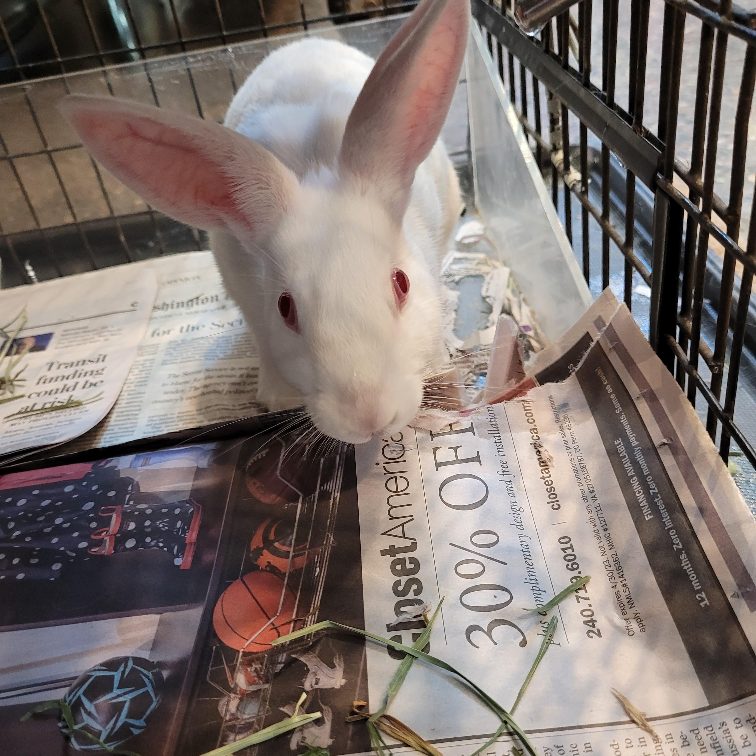 Mango, Adoptable, Baby Male Mini Rex.