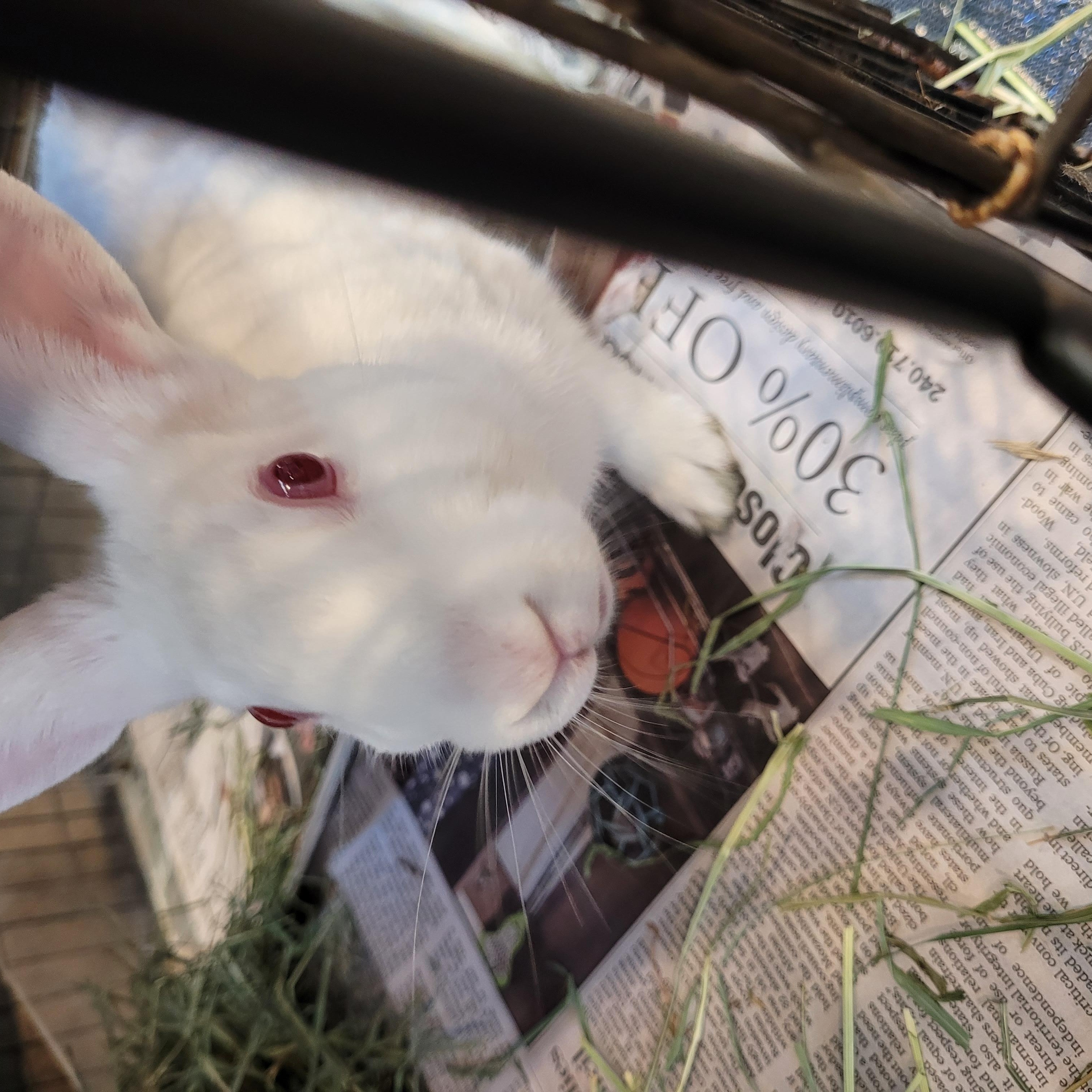 Enlarge Mango, a Adoptable Mini Rex in Winchester, VA image 2/2