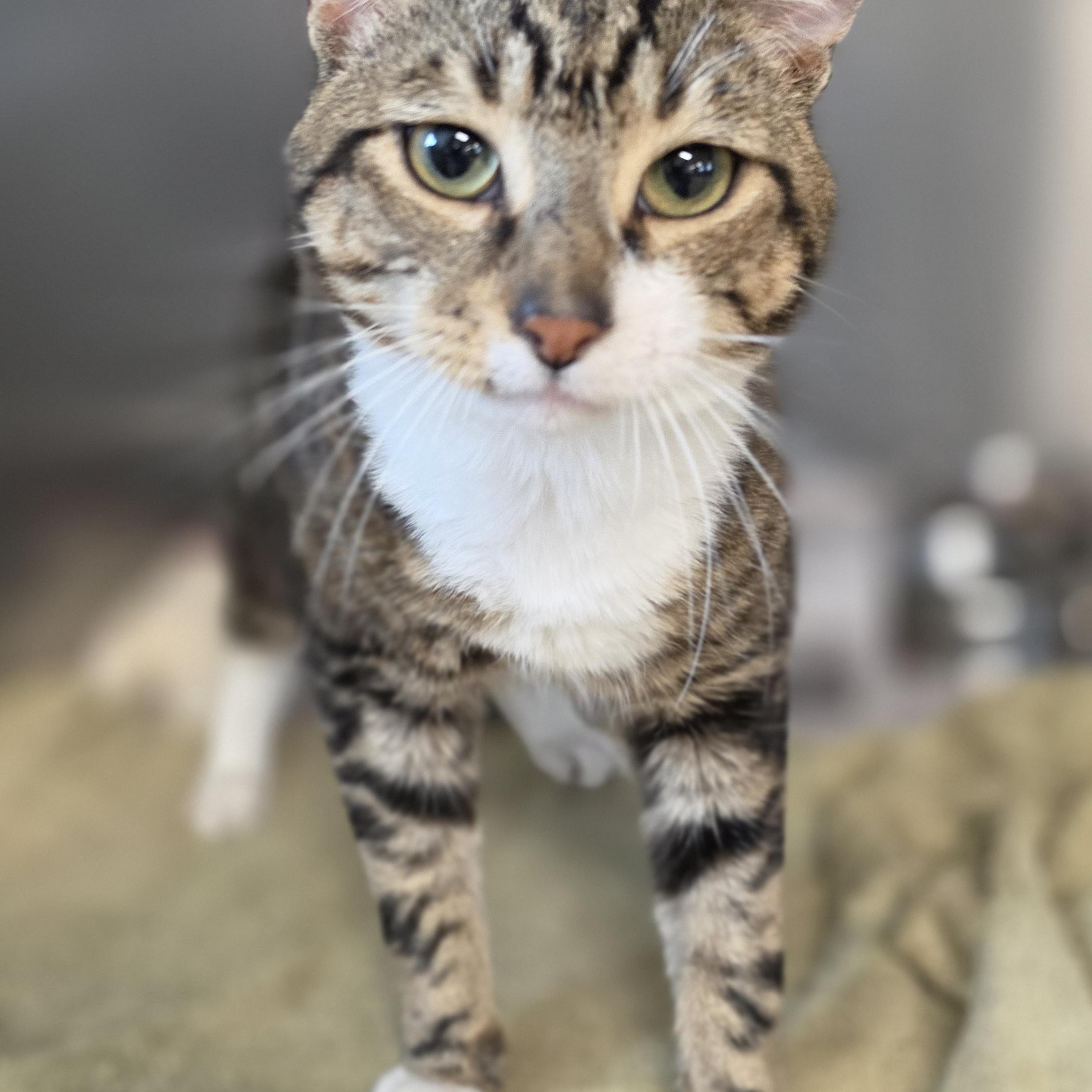 Enlarge Victor, a Adopted Tabby in Danville, VA image 1/1