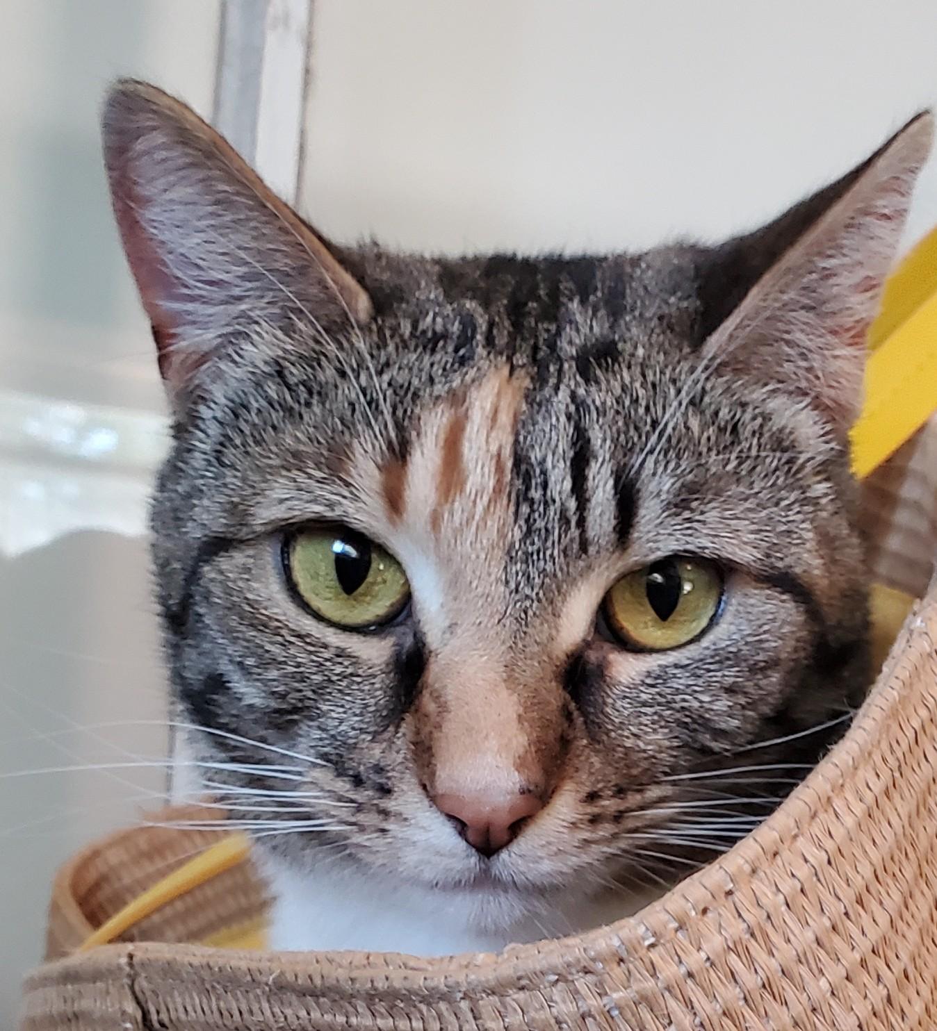 Zarina, adoptable, Adult Female Domestic Short Hair.