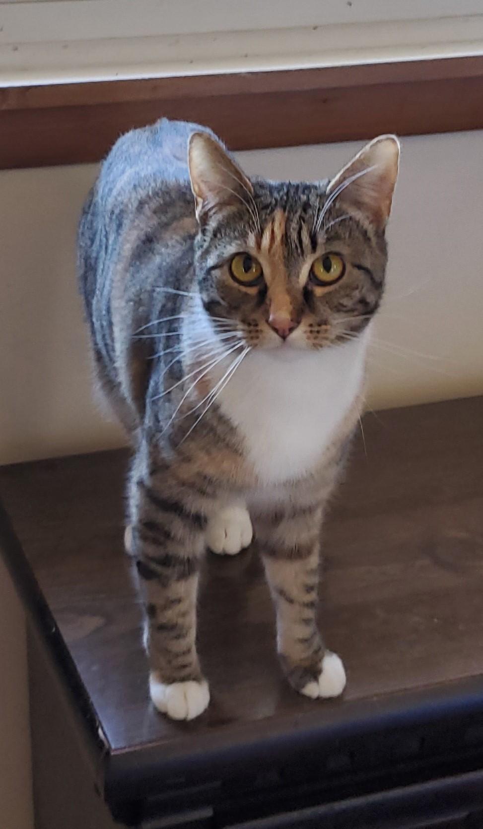 Enlarge Zarina, an adoptable Domestic Short Hair in Camden, TN image 2/2