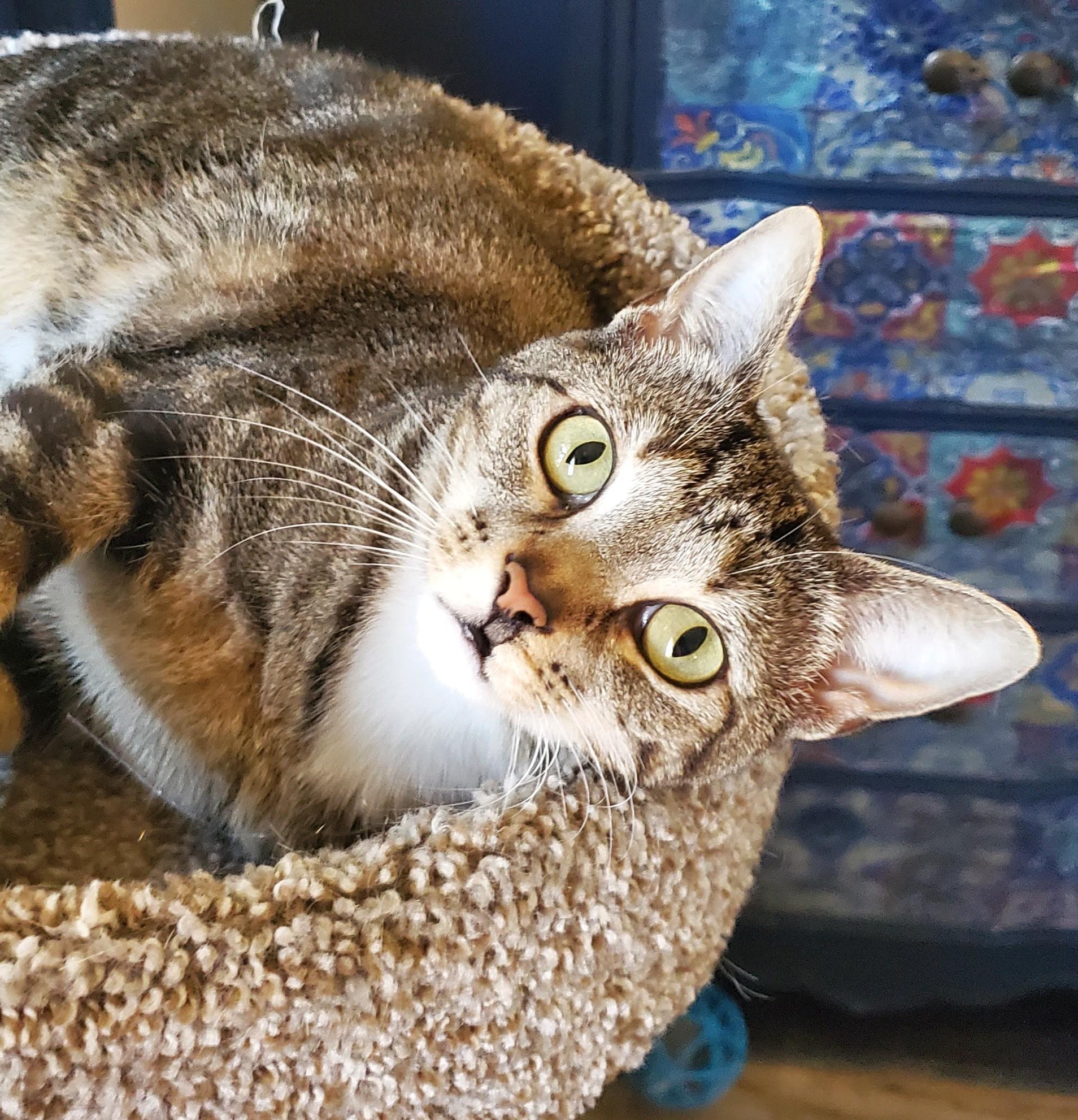 Enlarge Zuri & Zarina (Bonded Pair), an adoptable Domestic Short Hair in Camden, TN image 5/5