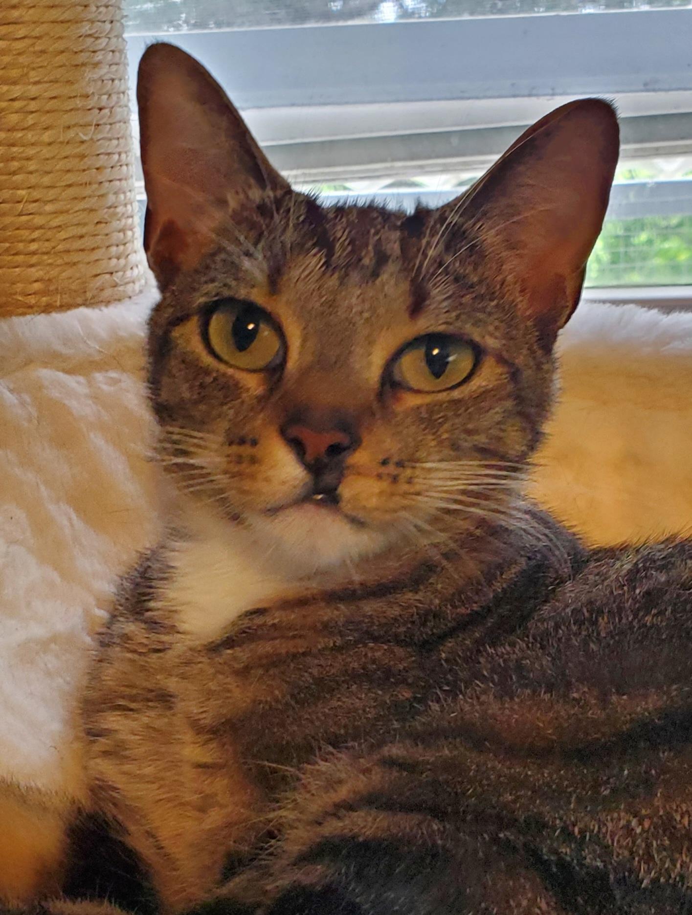 Enlarge Zuri & Zarina (Bonded Pair), an adoptable Domestic Short Hair in Camden, TN image 4/5