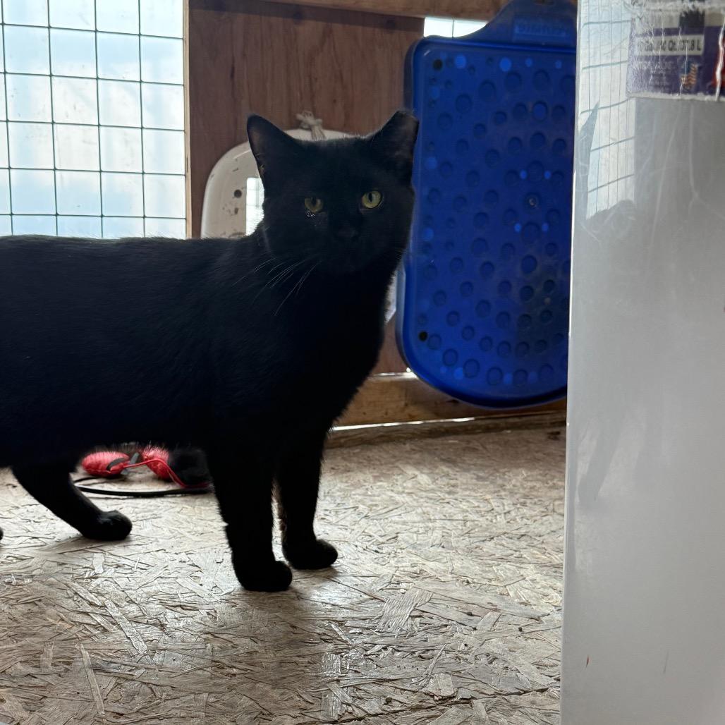 Jesse(working cat), Adoptable, Adult Male Domestic Medium Hair.