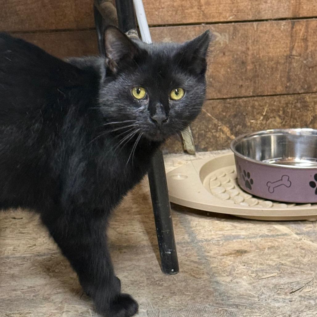 Enlarge Jesse(working cat), a Adoptable Domestic Medium Hair in Birdsboro, PA image 2/3