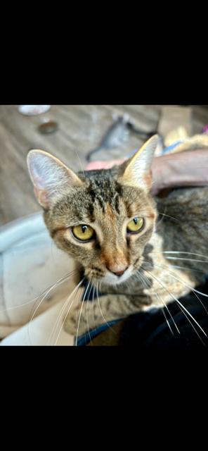 Enlarge Nala, a Adoptable Domestic Short Hair in Louisville, KY image 1/1