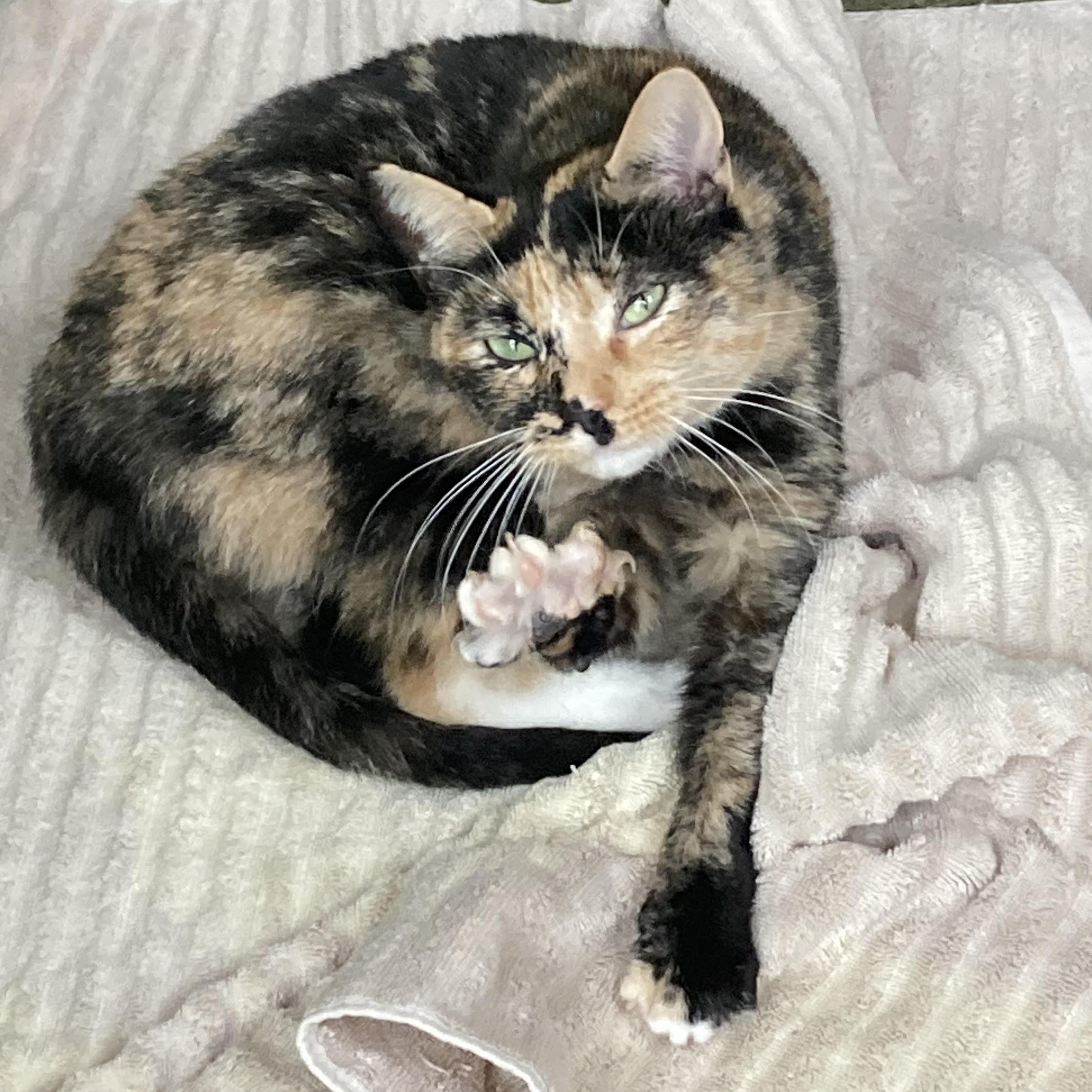 Baby, Adoptable, Young Female Tortoiseshell.