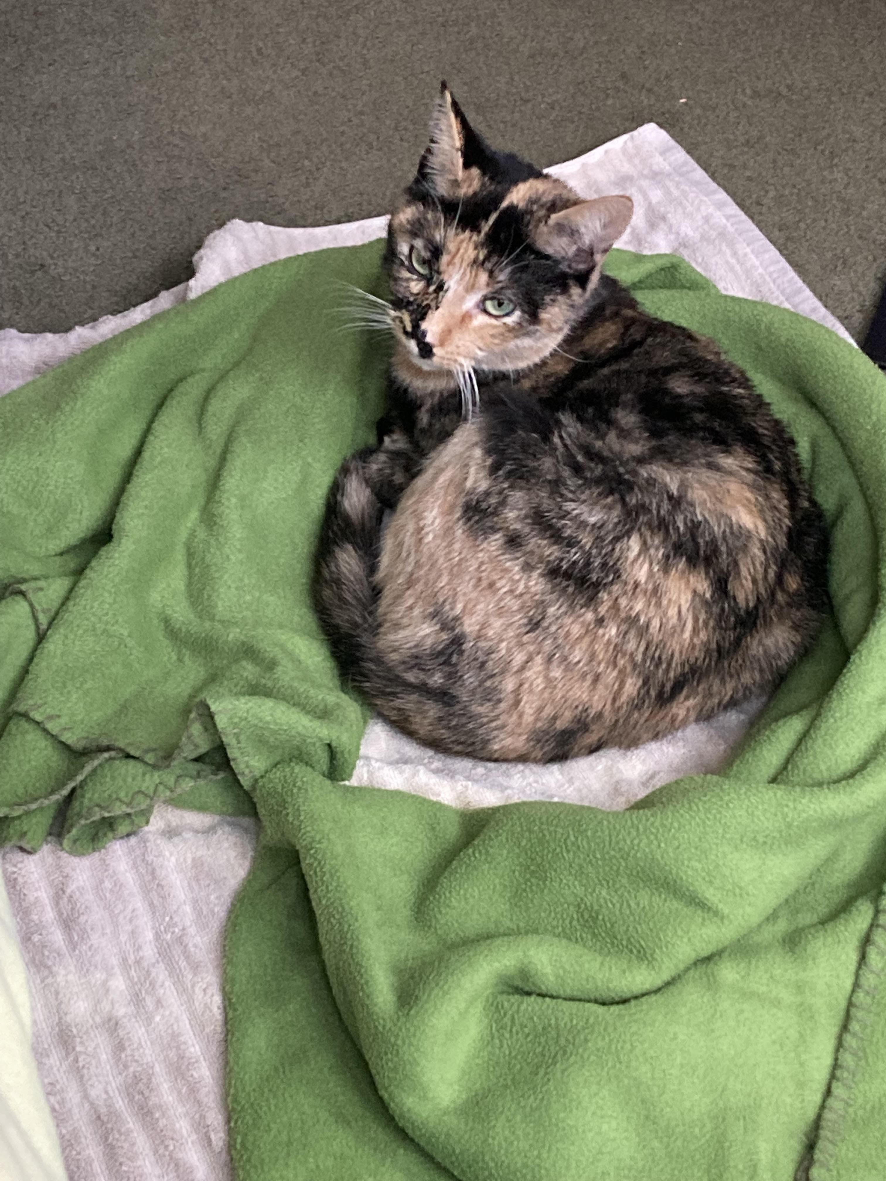 Baby, a Adoptable Tortoiseshell in West Hurley, NY image 3/5