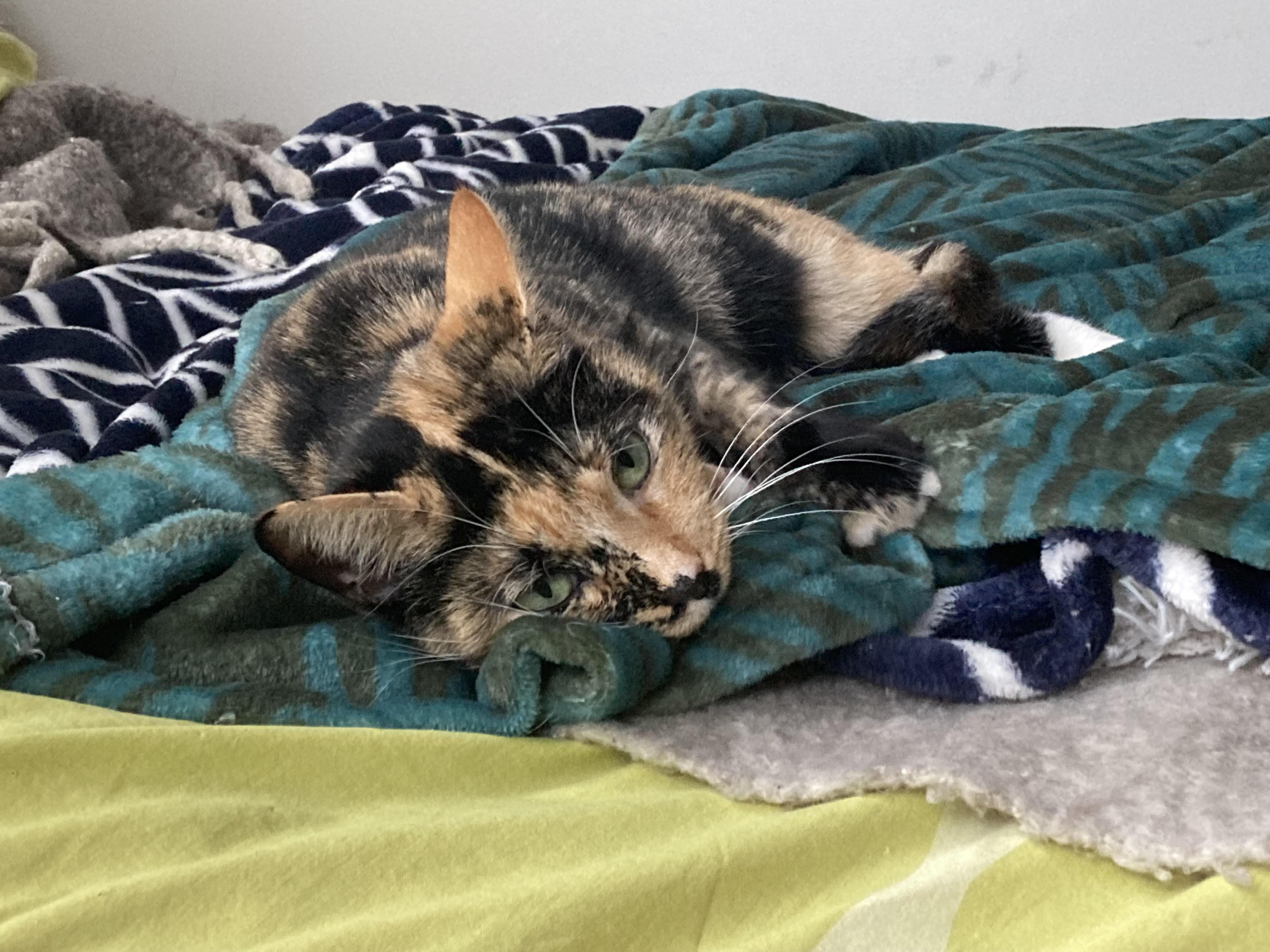 Baby, a Adoptable Tortoiseshell in West Hurley, NY image 2/5