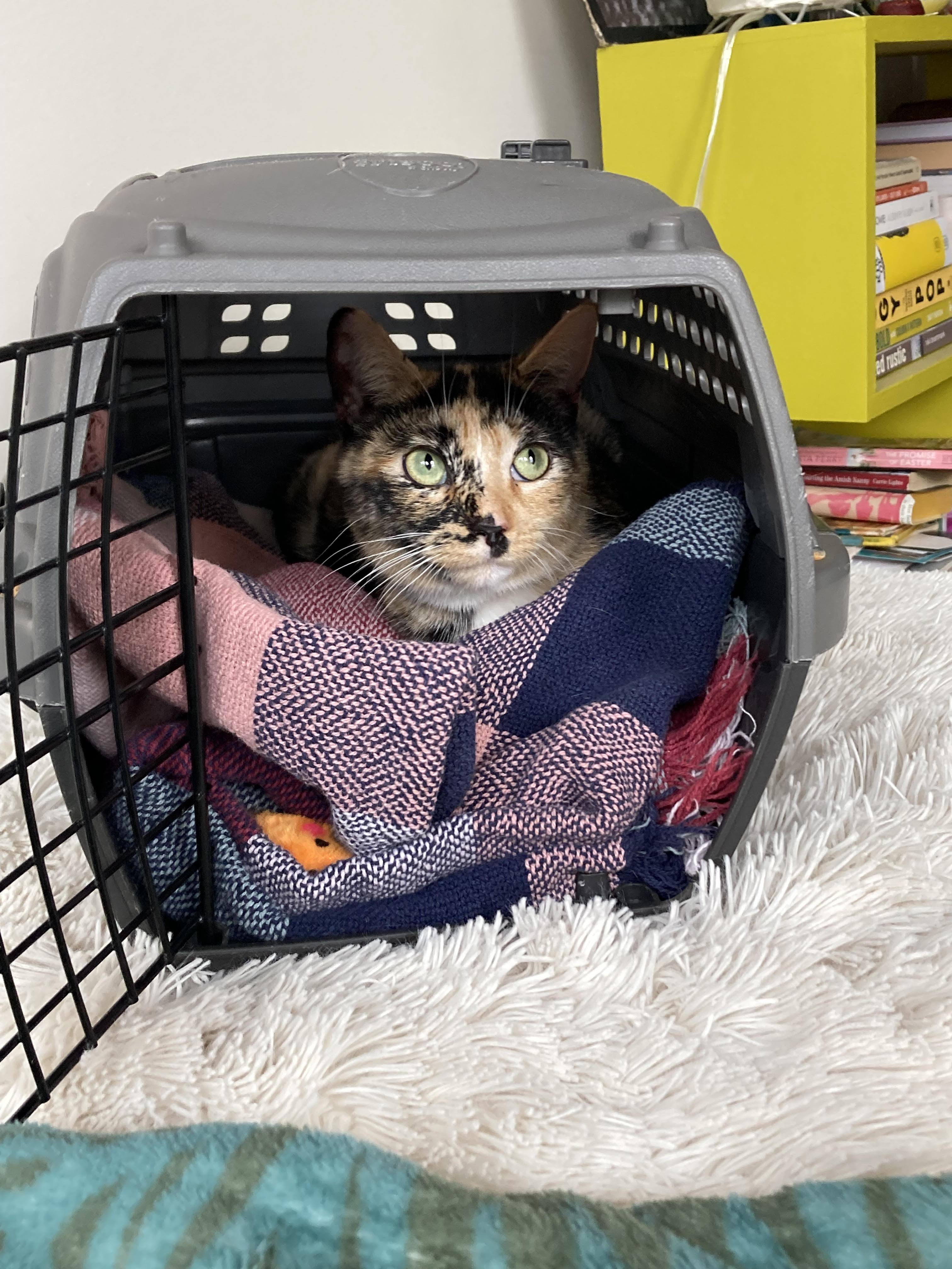 Baby, a Adoptable Tortoiseshell in West Hurley, NY image 5/5