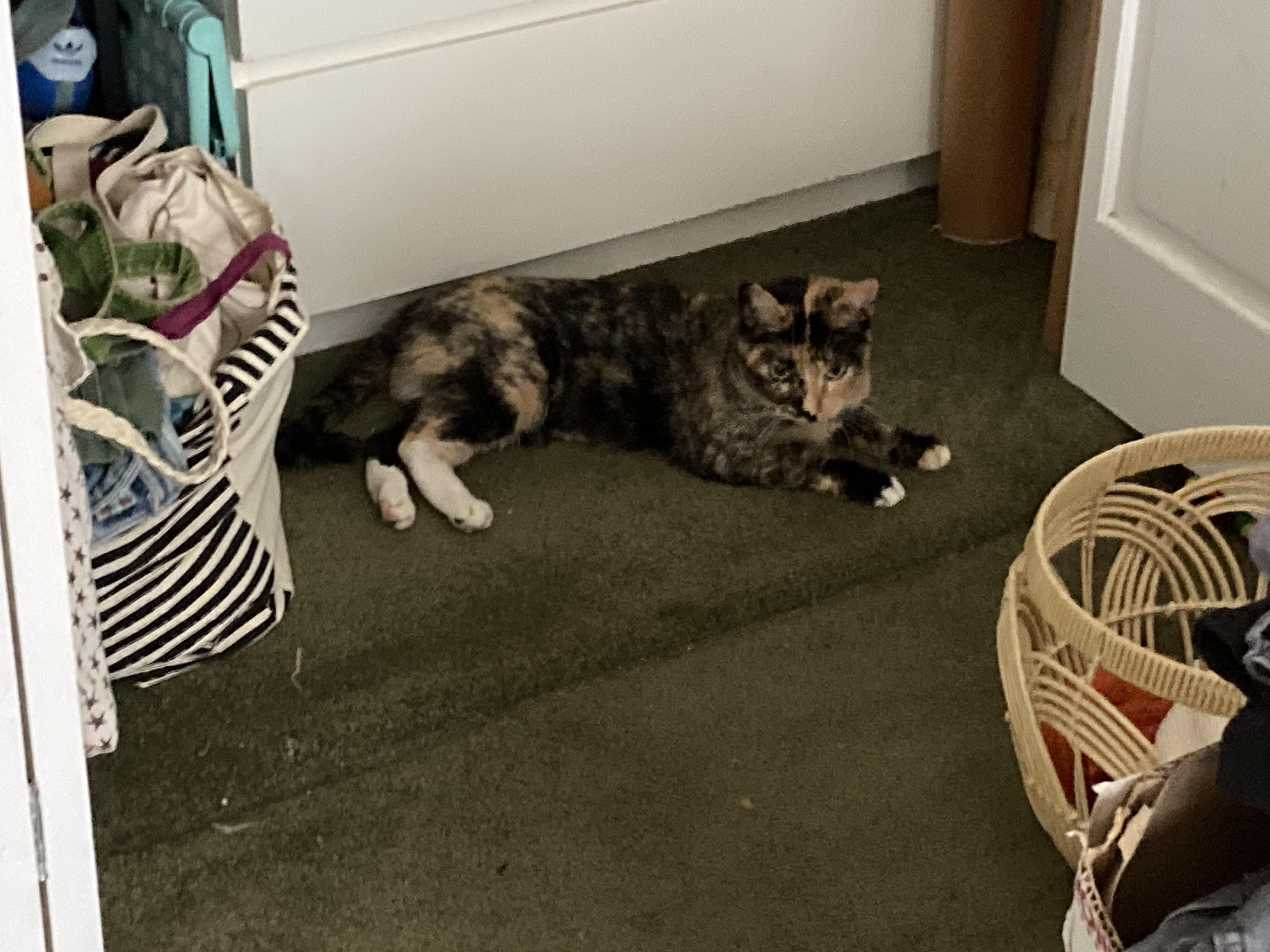 Baby, a Adoptable Tortoiseshell in West Hurley, NY image 4/5