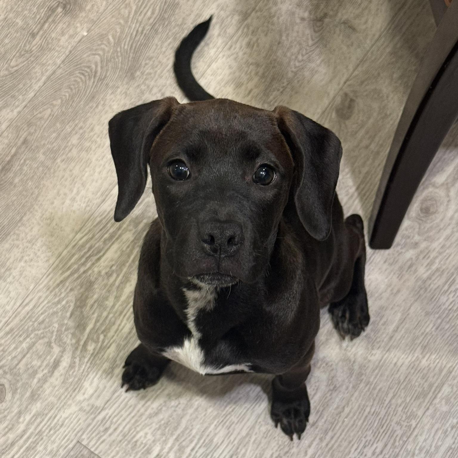 Witchy (Halloween Litter)