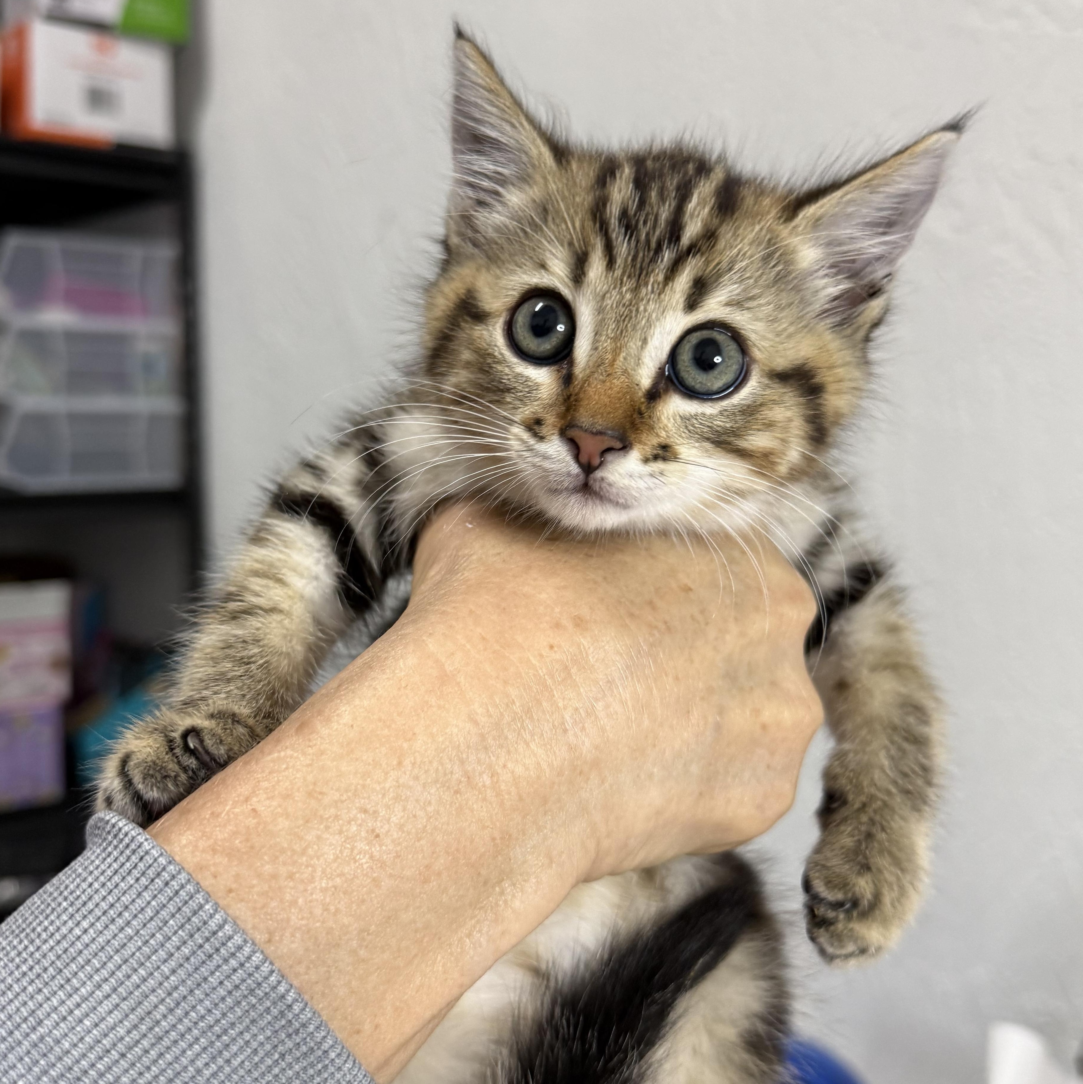 Floki, ADOPTABLE, Young Male Domestic Short Hair.