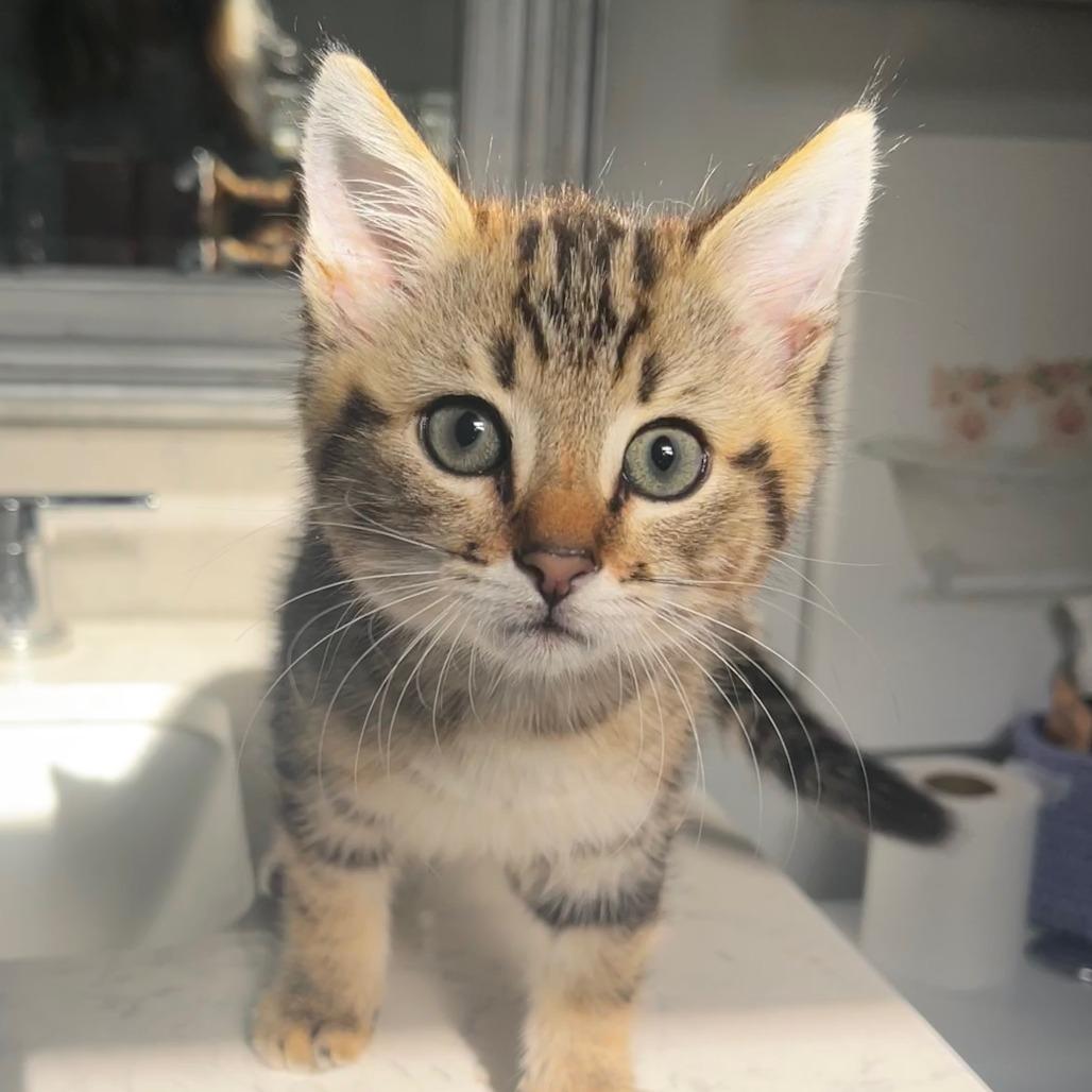 Floki, ADOPTABLE, Young Male Domestic Short Hair.