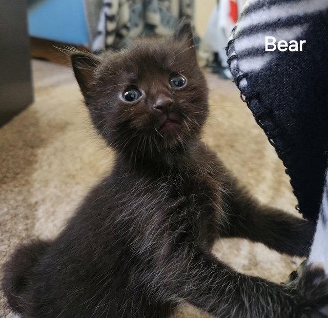 Bear (Available est. 6/5/26), Adoptable, Young Male Domestic Short Hair.