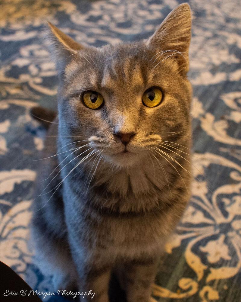 Oakley, Adoptable, Young Male Domestic Short Hair.