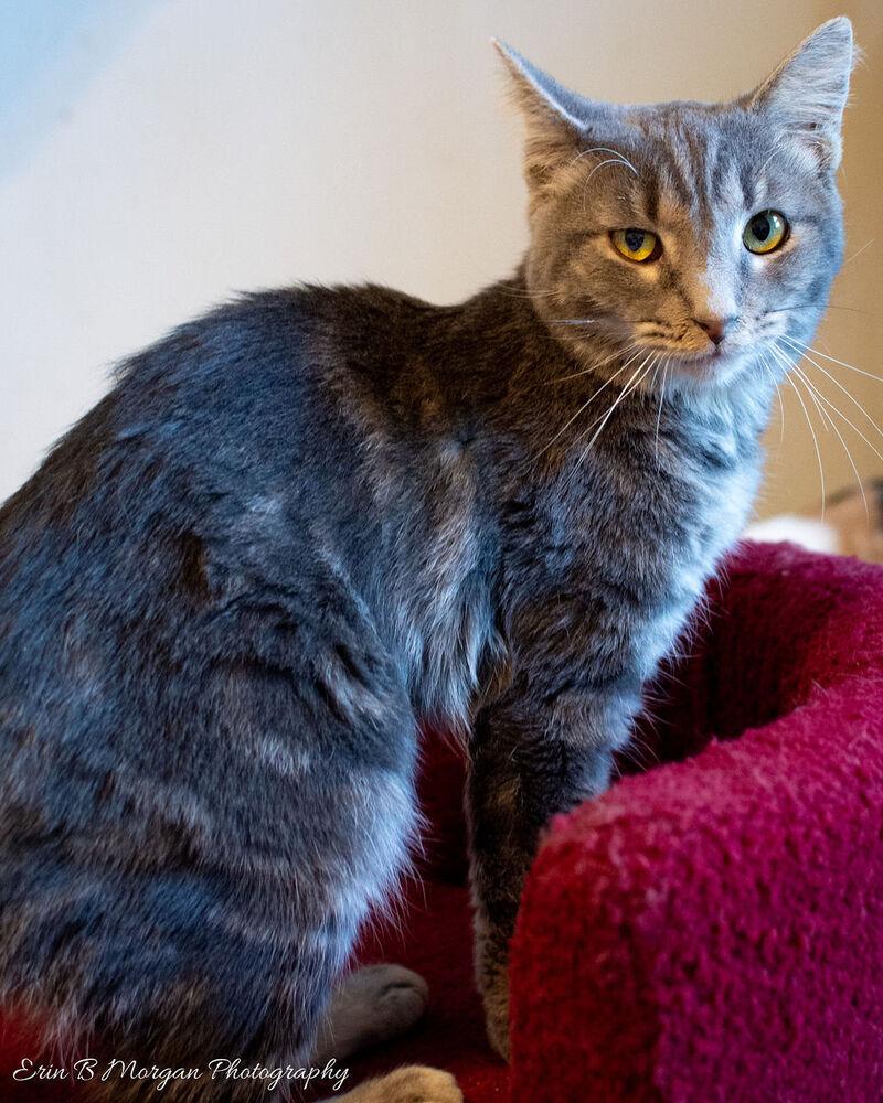 Enlarge Oakley, a Adoptable Domestic Short Hair in Clarksville, TN image 2/6