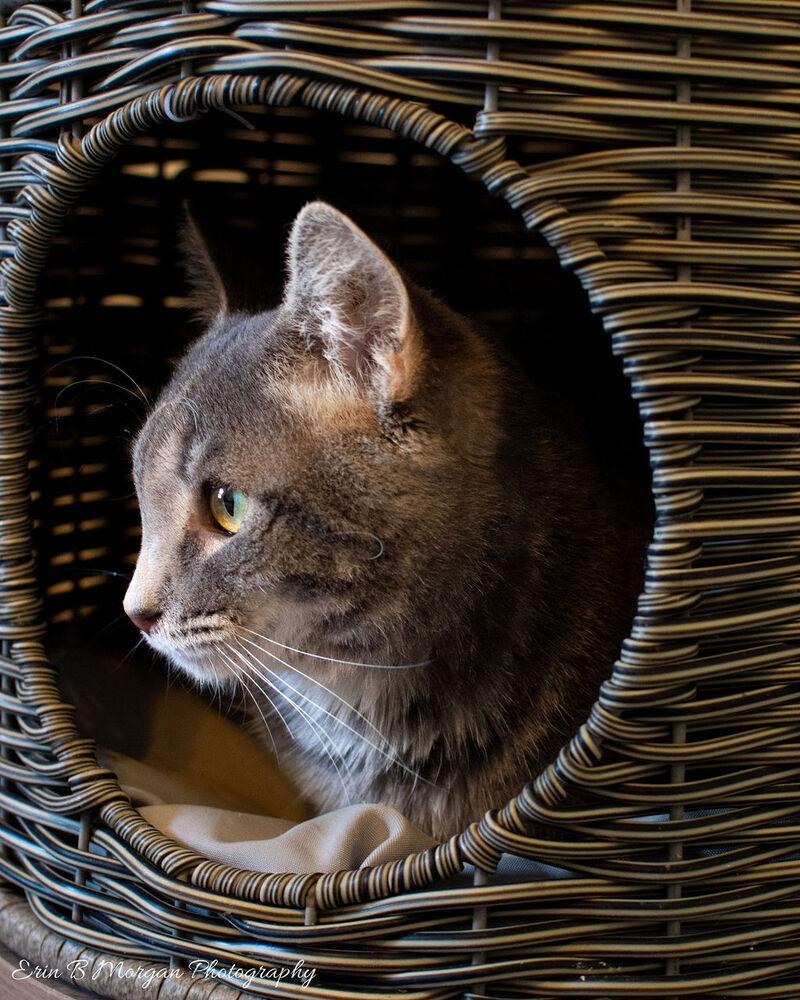 Enlarge Oakley, a Adoptable Domestic Short Hair in Clarksville, TN image 3/6