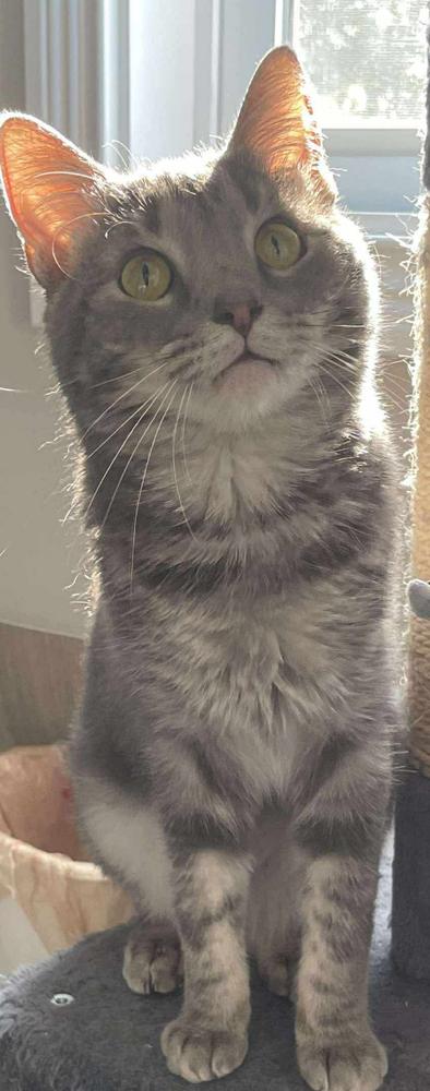 Enlarge Oakley, a Adoptable Domestic Short Hair in Clarksville, TN image 4/6