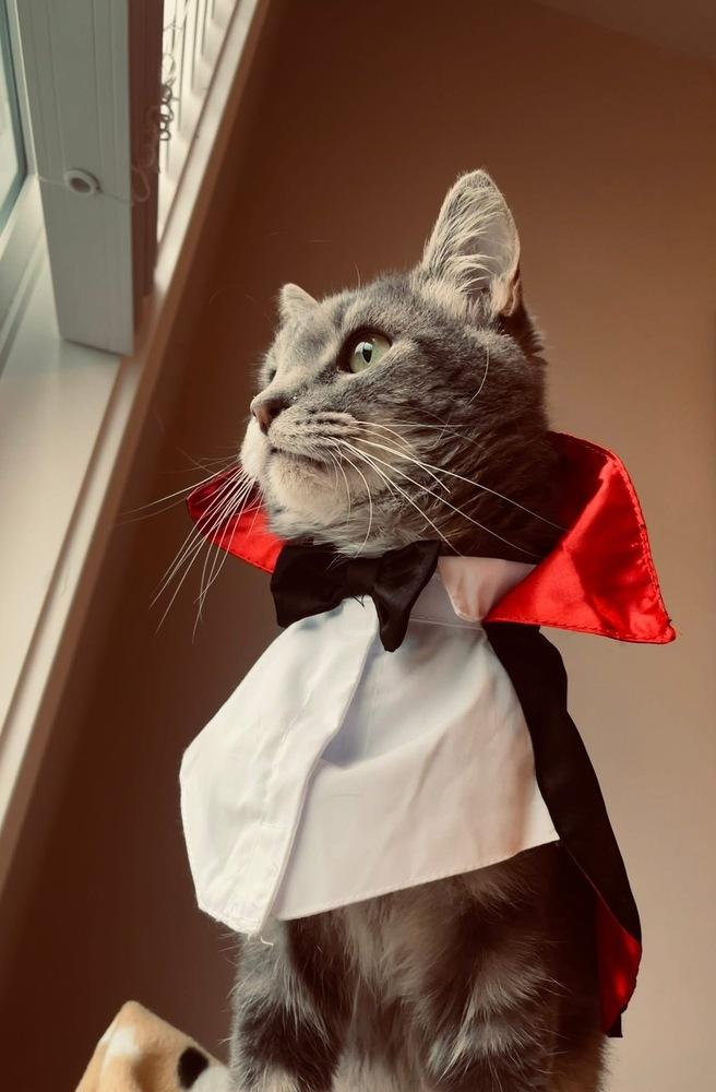 Enlarge Oakley, a Adoptable Domestic Short Hair in Clarksville, TN image 6/6