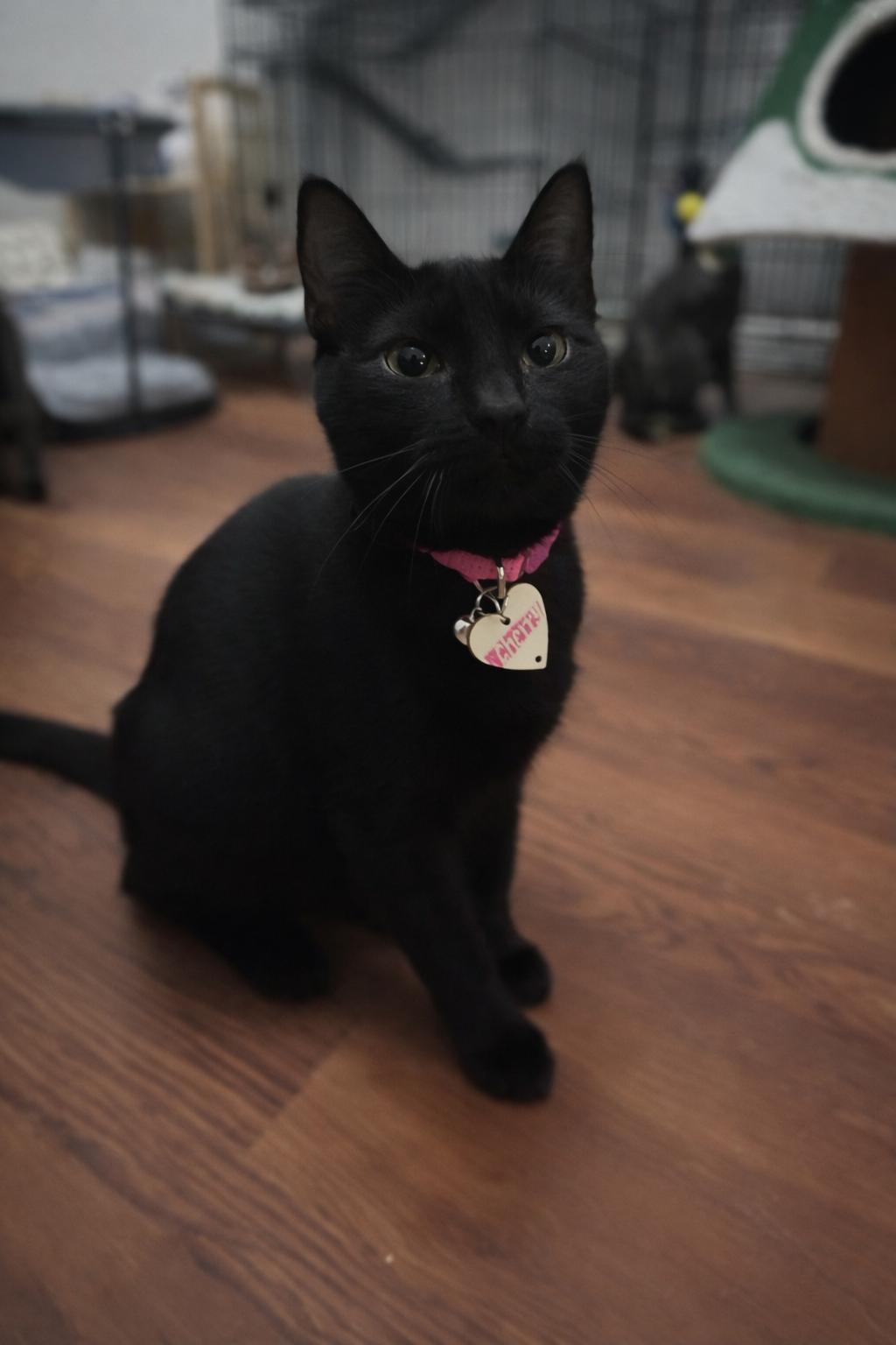 Enlarge Cherry, a Adoptable American Shorthair in Paulina, LA image 1/1