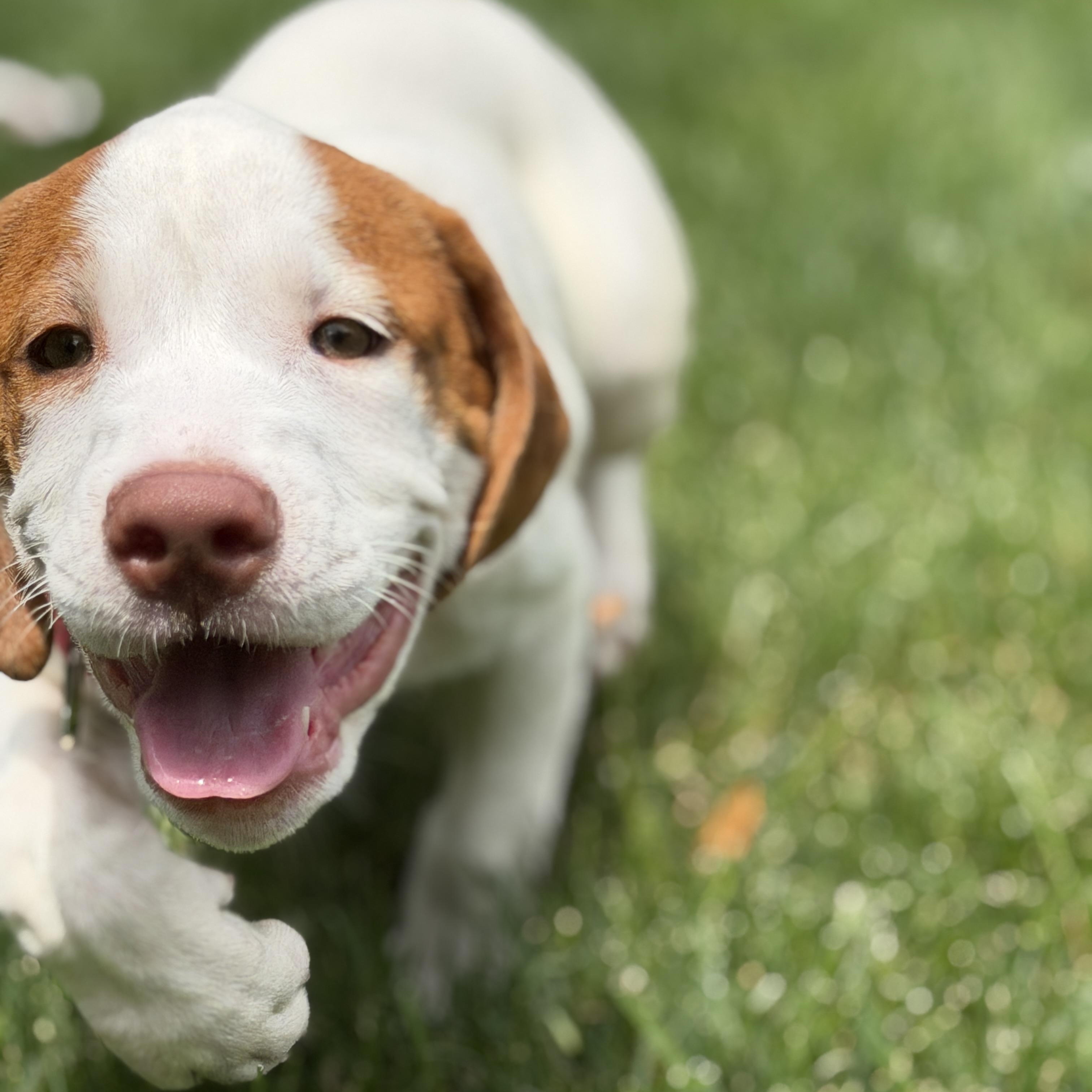 Winnie, a ADOPTABLE mixed breed in Bernardsville, NJ image 5/6