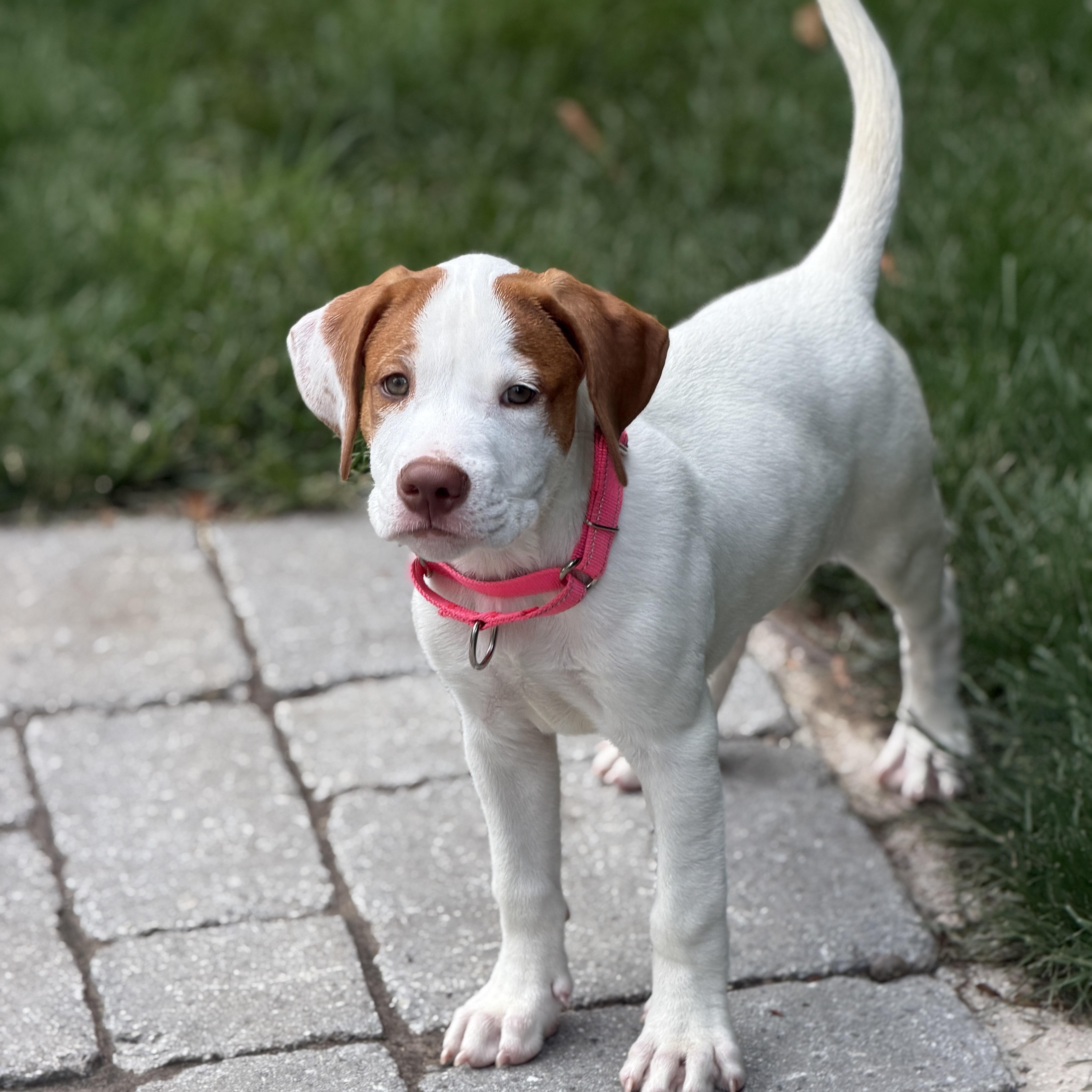 Winnie, a ADOPTABLE mixed breed in Bernardsville, NJ image 2/6