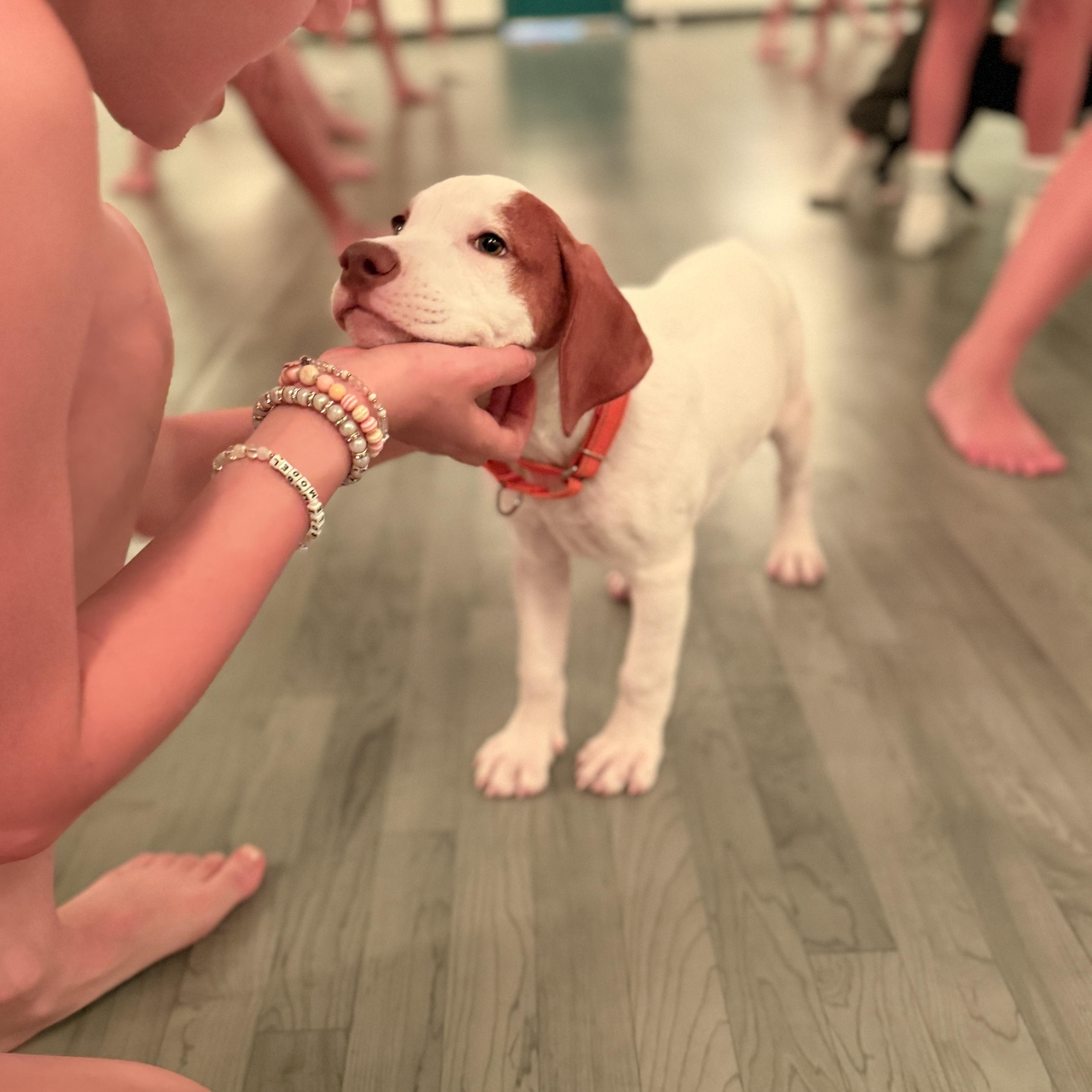 Winnie, ADOPTABLE, Puppy Female Hound & Boxer.
