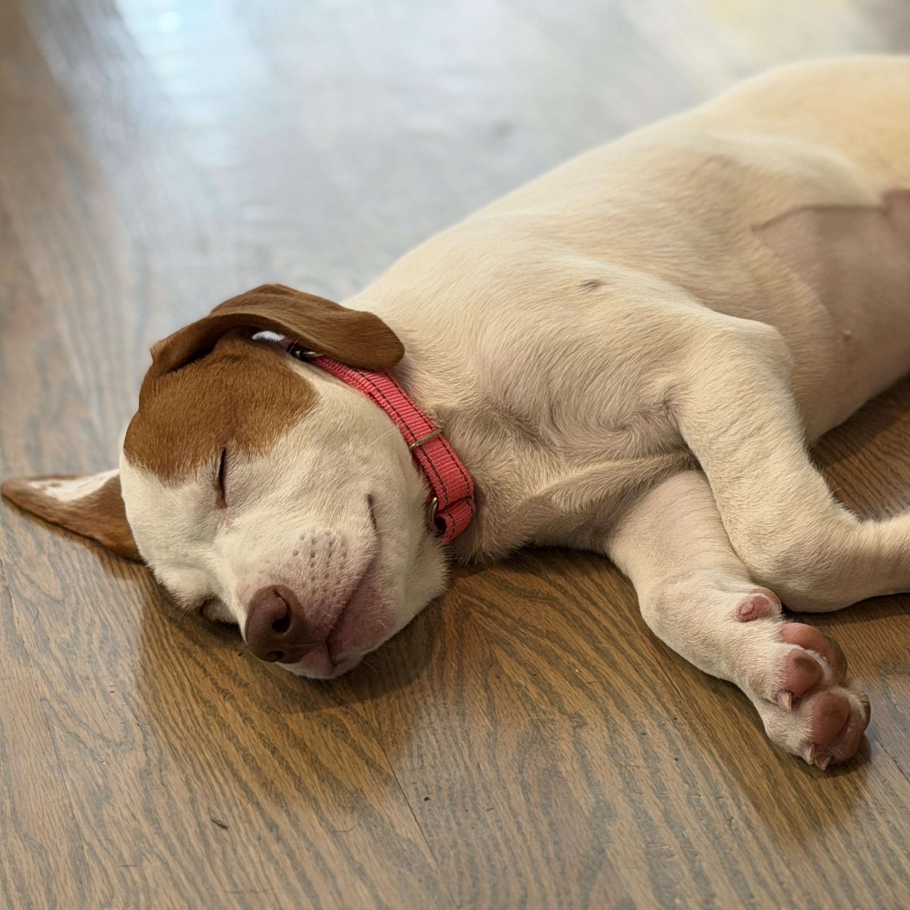 Winnie, a ADOPTABLE mixed breed in Bernardsville, NJ image 4/6