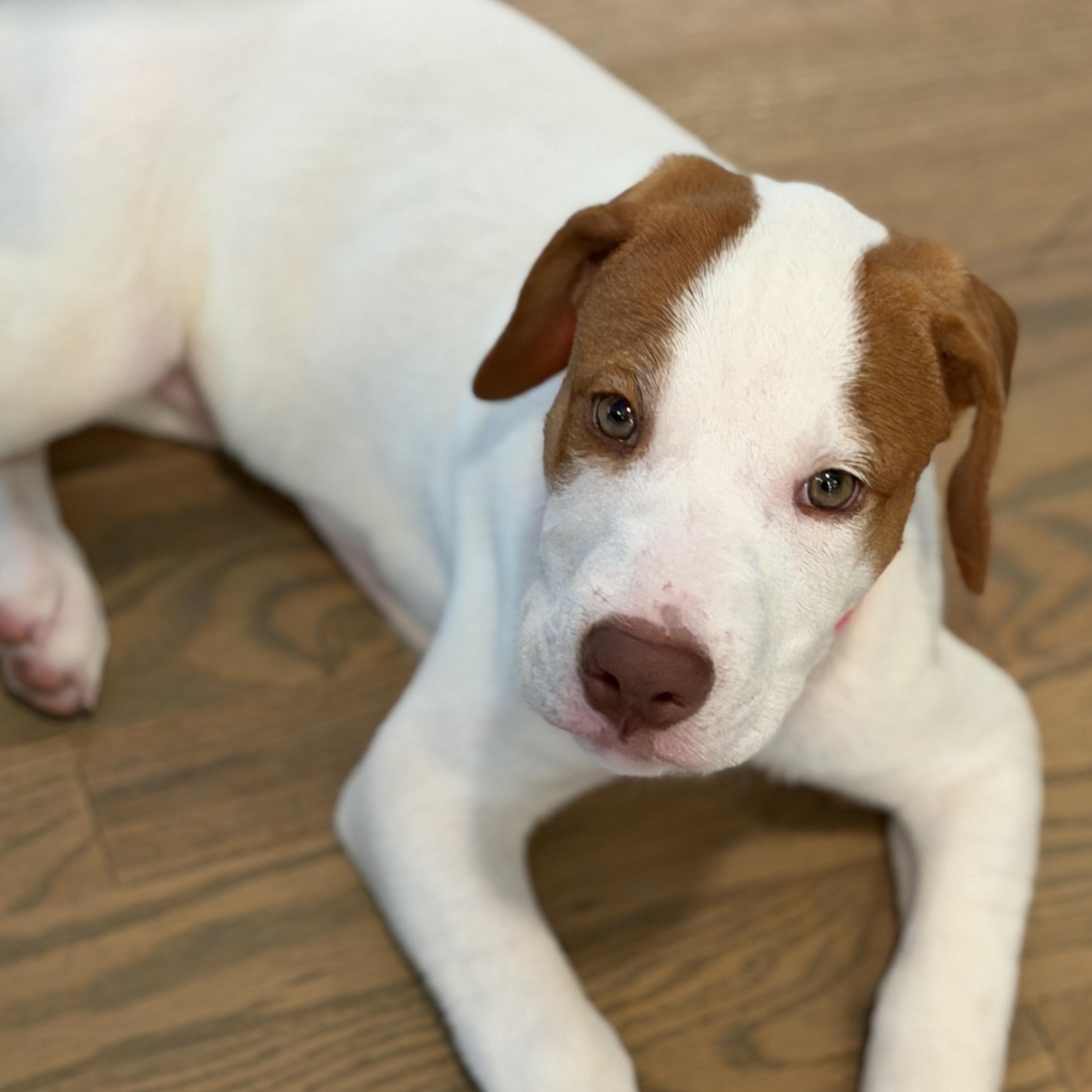Winnie, a ADOPTABLE mixed breed in Bernardsville, NJ image 3/6