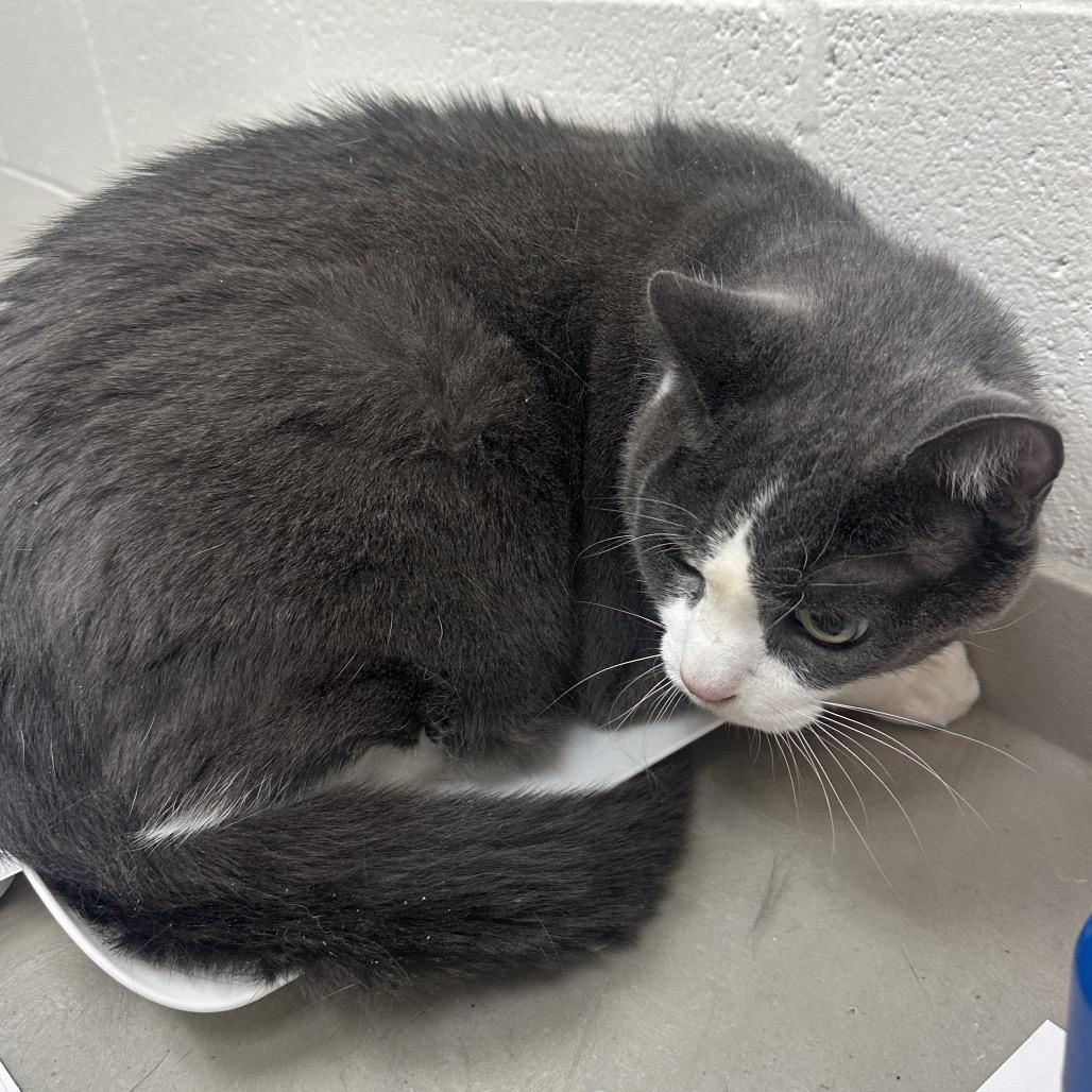 Enlarge Moxie, a Adoptable Domestic Short Hair in Grand Rapids, MI image 1/1