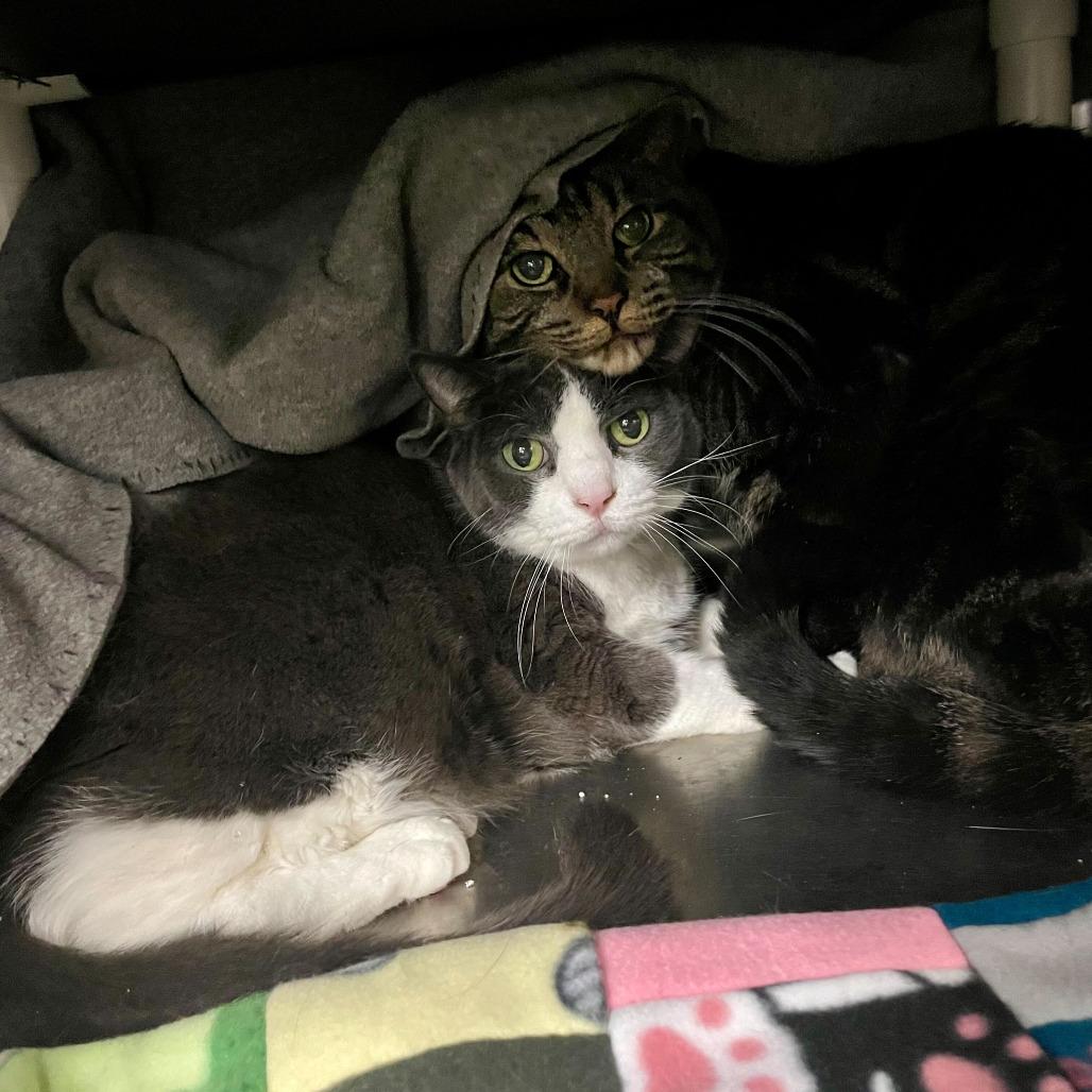 Moxie, Adoptable, Senior Male Domestic Short Hair.