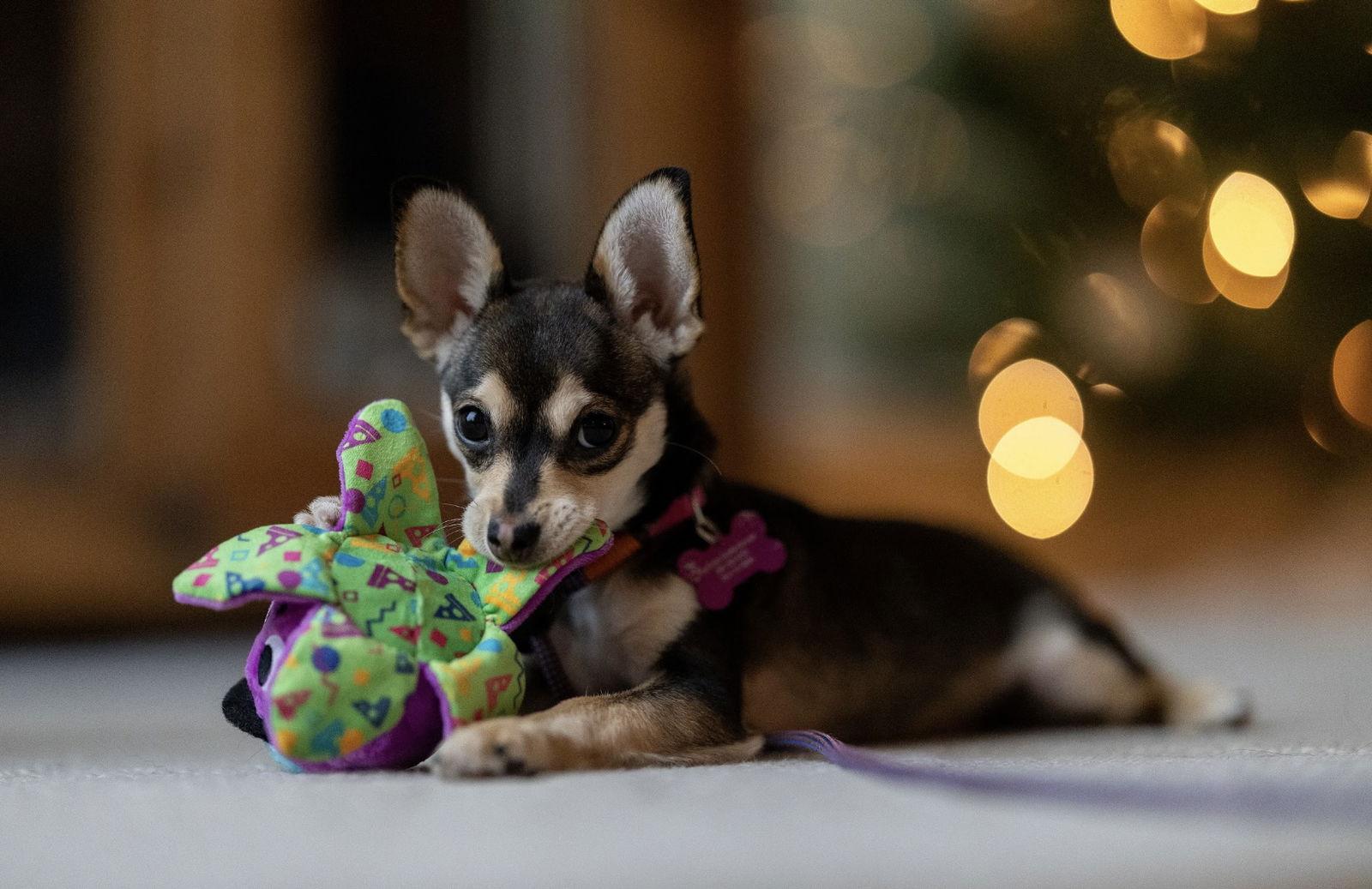 Mysti, Adopted, Puppy Female Chihuahua.