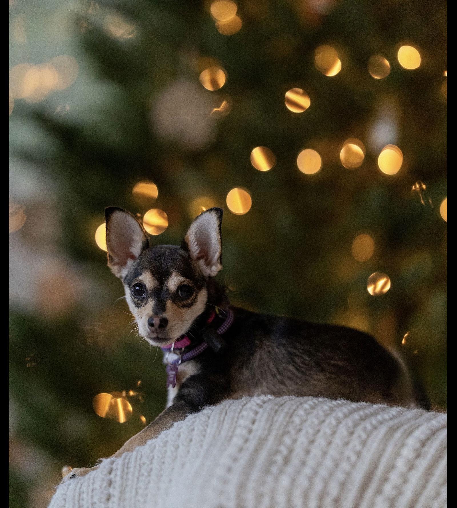 Mysti, Adopted, Puppy Female Chihuahua.