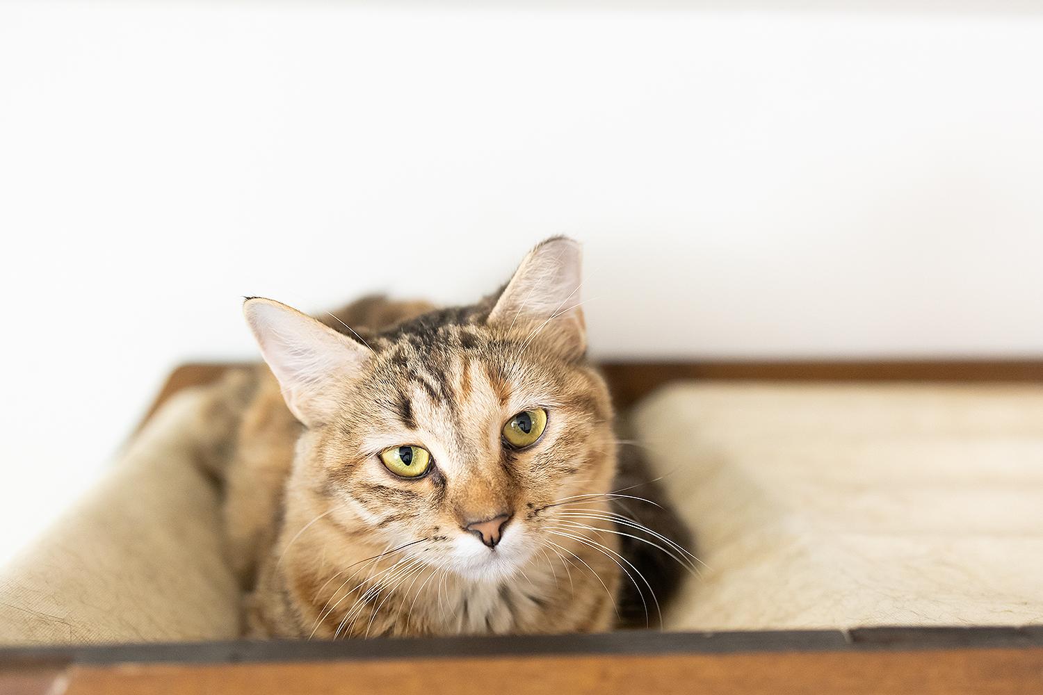 Sous (with Grill Master), a Adoptable Domestic Medium Hair in Marana, AZ image 5/5
