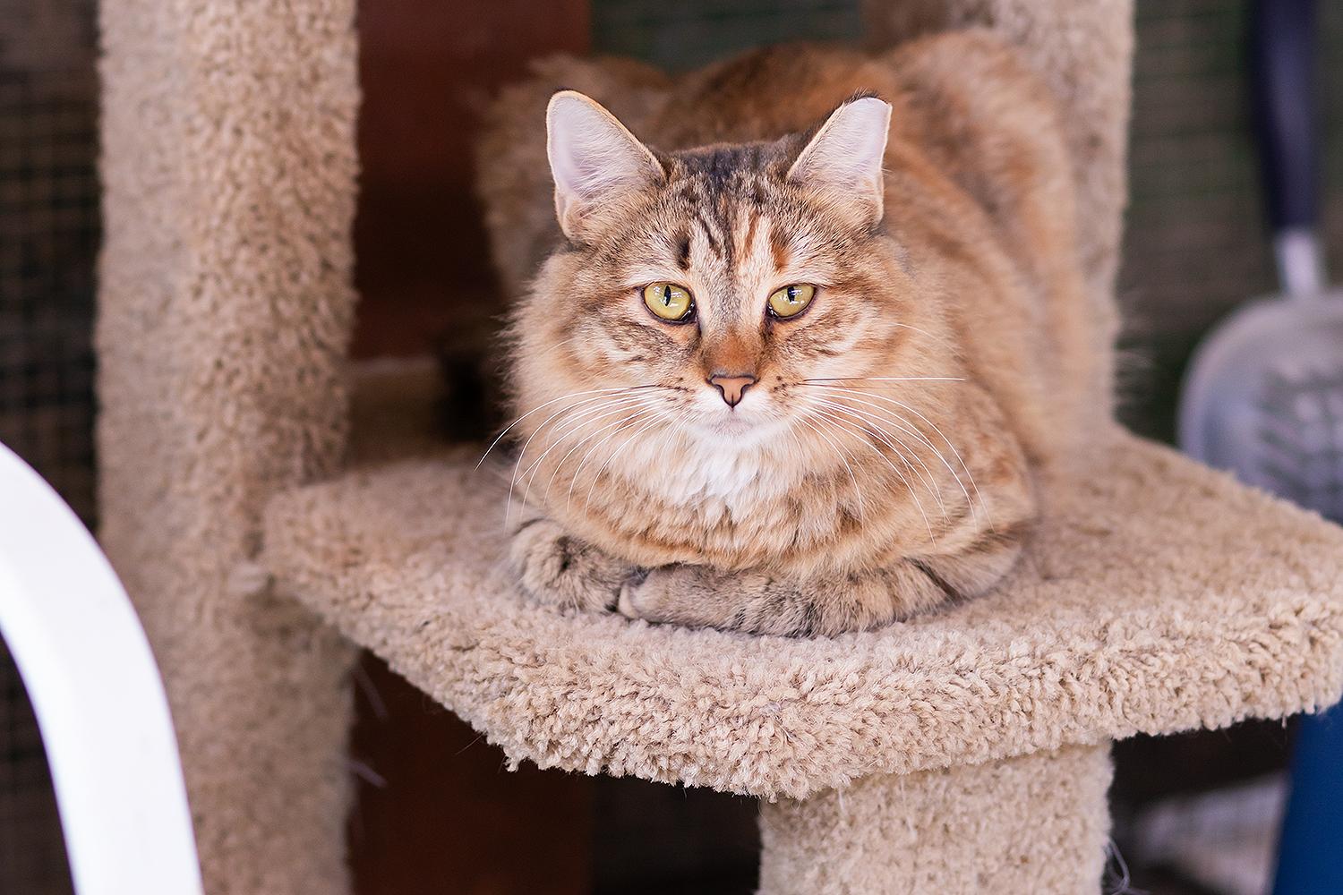Sous (with Grill Master), a Adoptable Domestic Medium Hair in Marana, AZ image 3/5