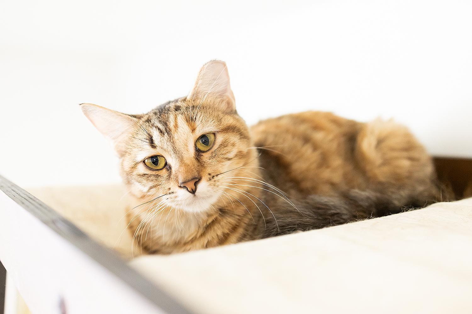 Sous (with Grill Master), a Adoptable Domestic Medium Hair in Marana, AZ image 4/5