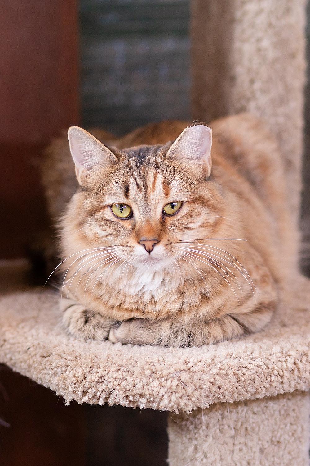 Sous (with Grill Master), a Adoptable Domestic Medium Hair in Marana, AZ image 1/5