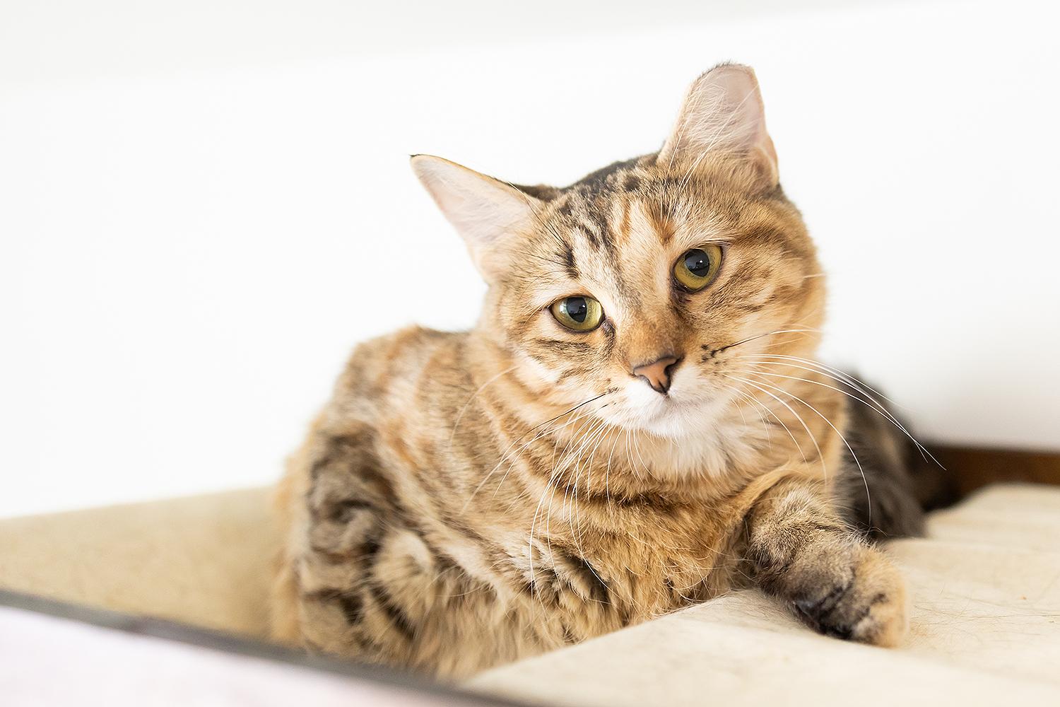 Sous (with Grill Master), Adoptable, Young Female Domestic Medium Hair.