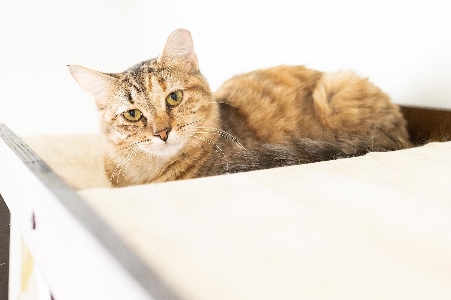 Sous (with Grill Master)