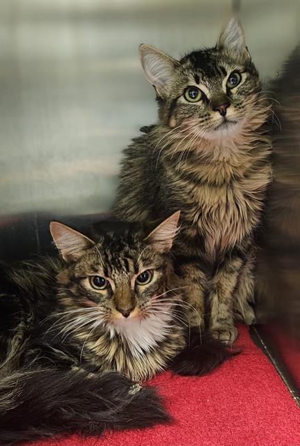 FAVA*, Adoptable, Young Female Domestic Medium Hair.