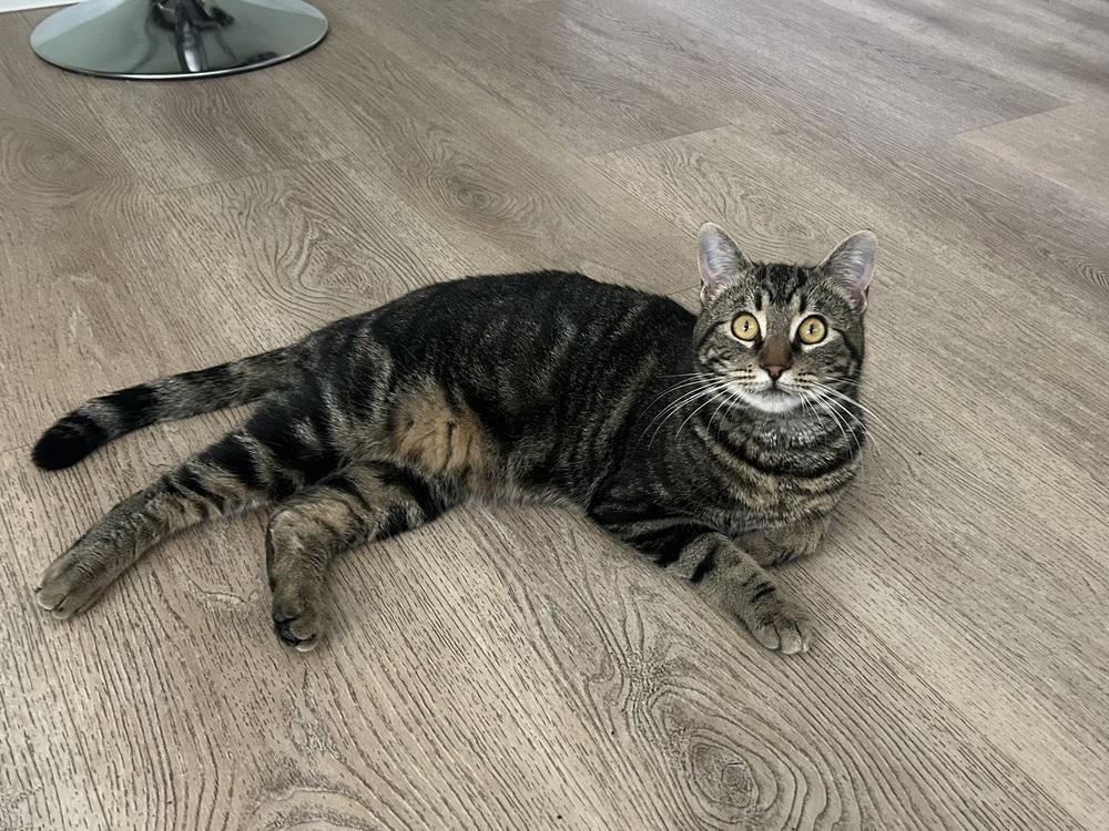 Marky Mark, Adoptable, Adult Male Tabby & Domestic Short Hair.