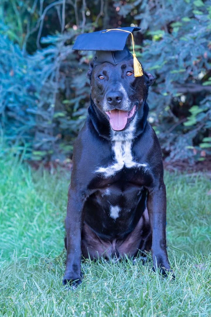 Trusty, a ADOPTABLE mixed breed in Davis, CA image 1/6